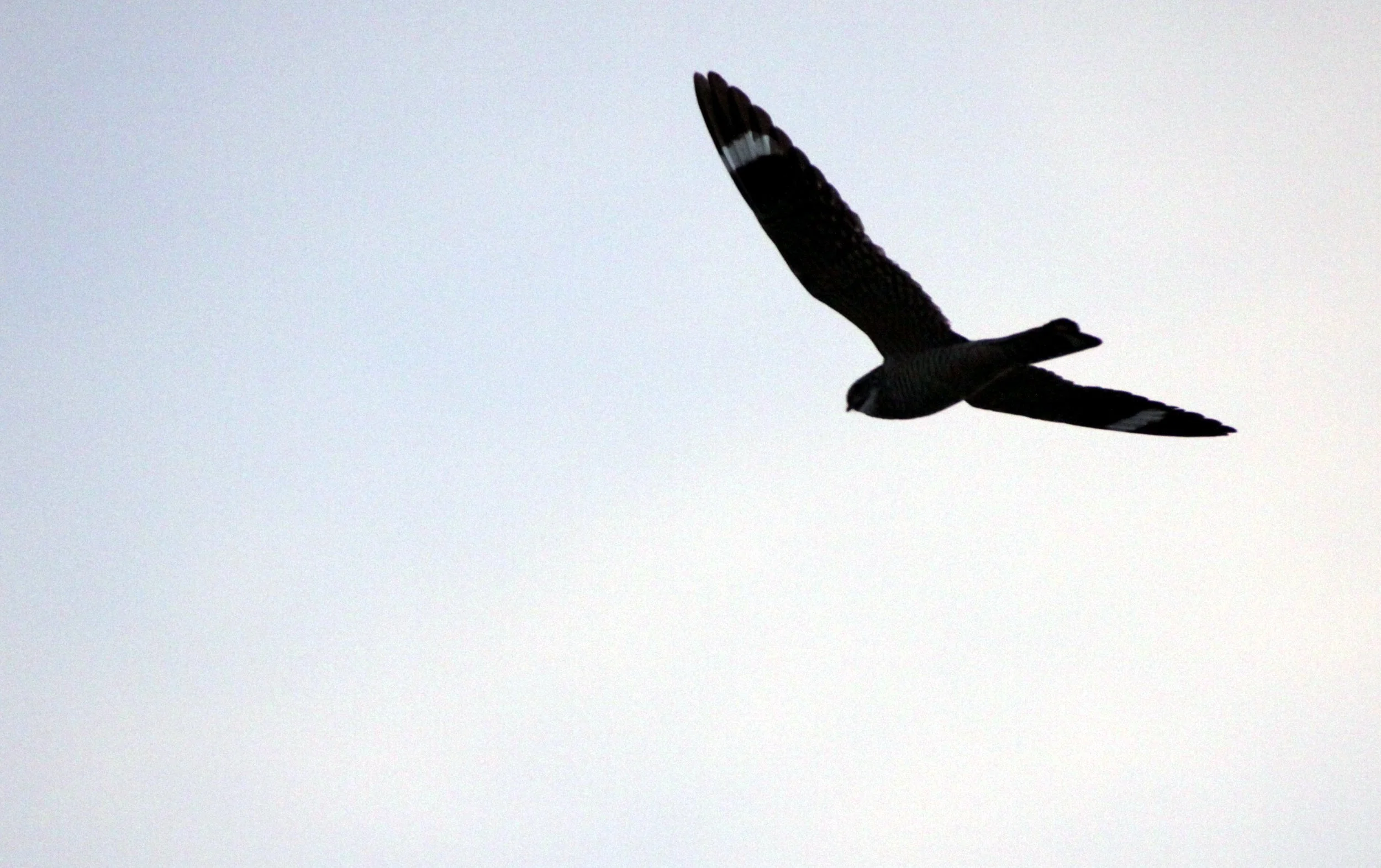 BIRD - NIGHTJAR - COMMON NIGHTHAWK - TRUTH OR CONSEQUENCES NEW MEXICO (6).JPG