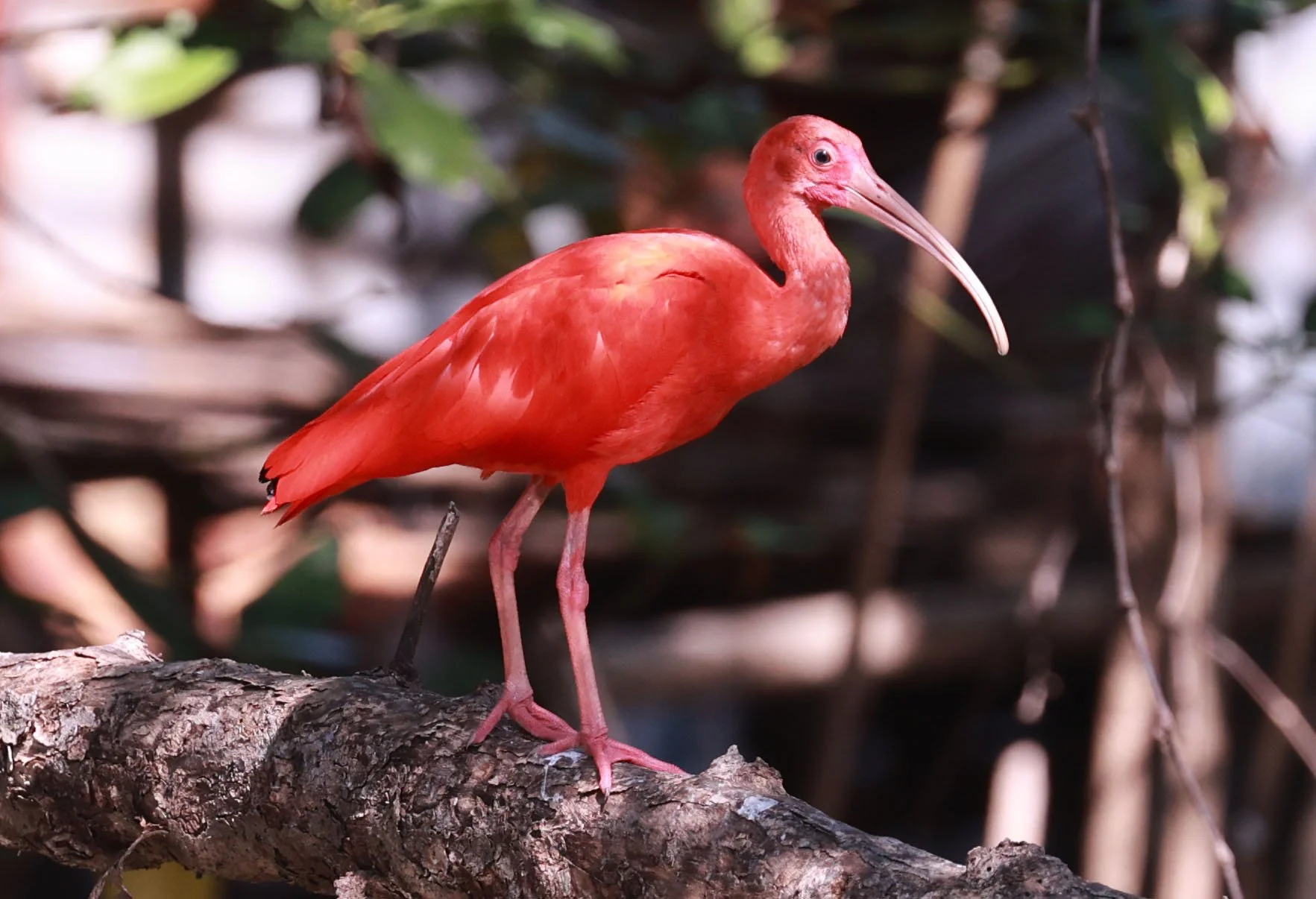 Ibis - Scarlet Ibis - Eudocimus ruber - 29 Songkaow Cafe, Chachoengsao Thailand (44).jpg