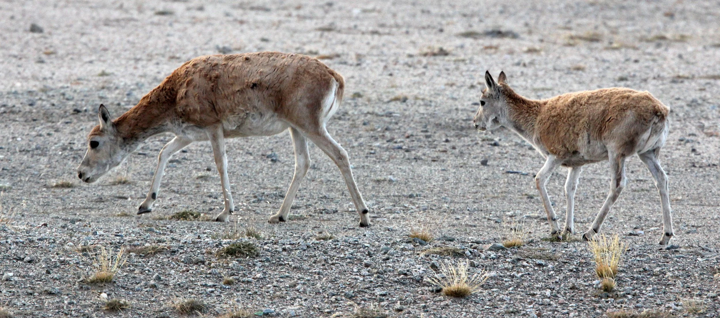 TIBETAN ANTELOPE -  Pantholops hodgsonii - KEKEXILI NATIONAL RESERVE - QINGHAI PROVINCE - CORE AREA (70).JPG
