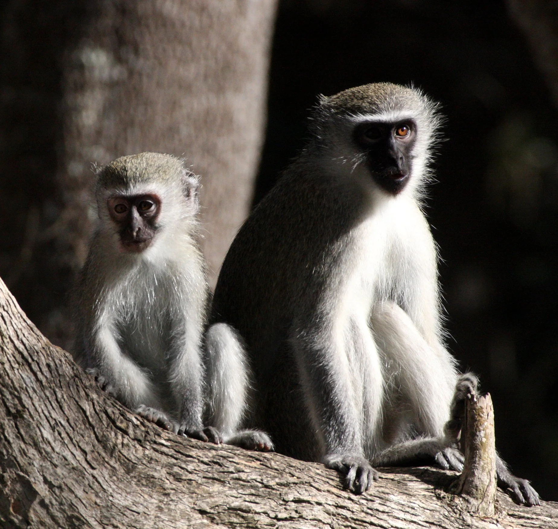 CERCOPITHECIDAE - Chlorocebus pygerythrus pygerythrus - BLACK-CHINNED VERVET MONKEY - SAINT LUCIA WETLANDS RESERVE - SOUTH AFRICA (1).JPG