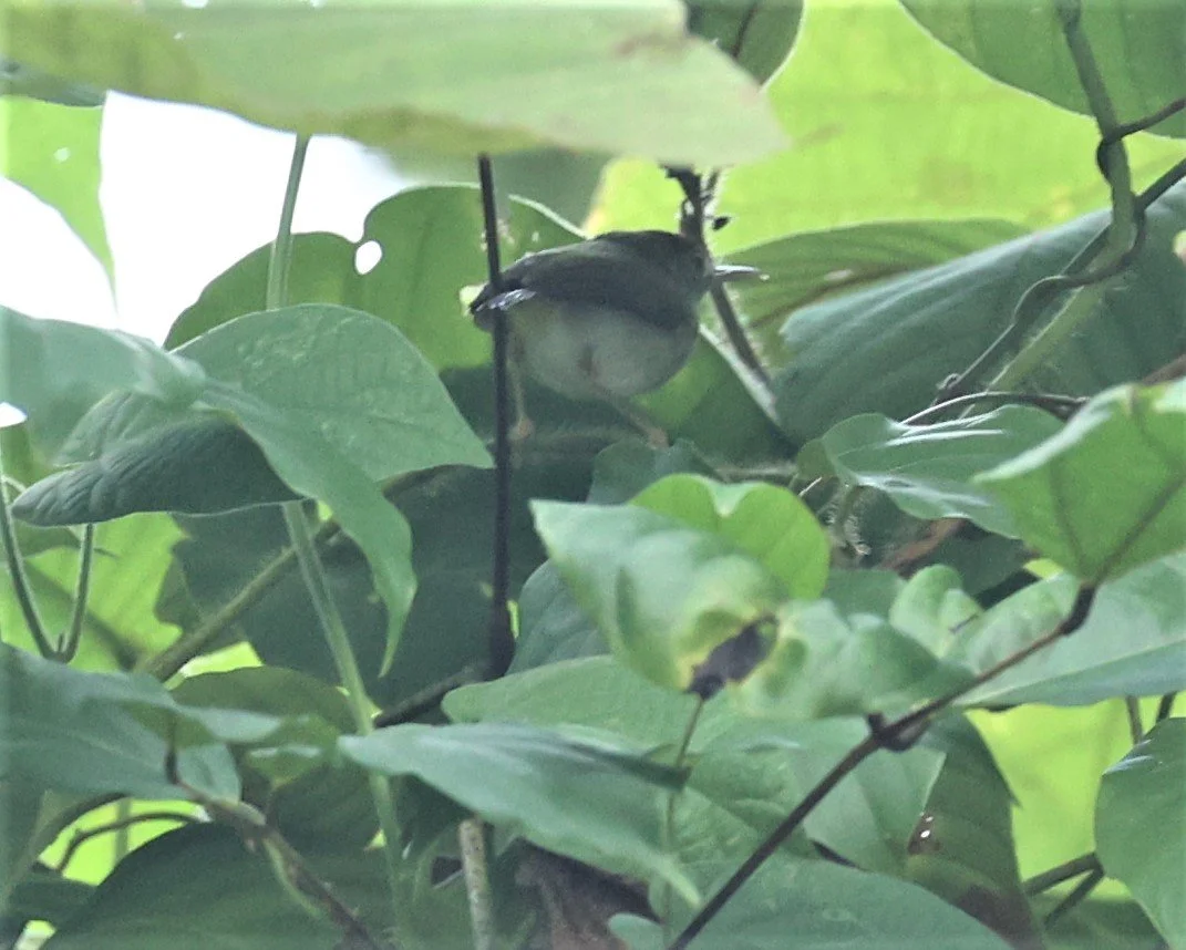 BABBLER - SCALY-CROWNED BABBLER - Malacopteron cinereum - KRUNG CHING, KHAO LUANG NP, JAN 2022 needs confirmation (2).jpg