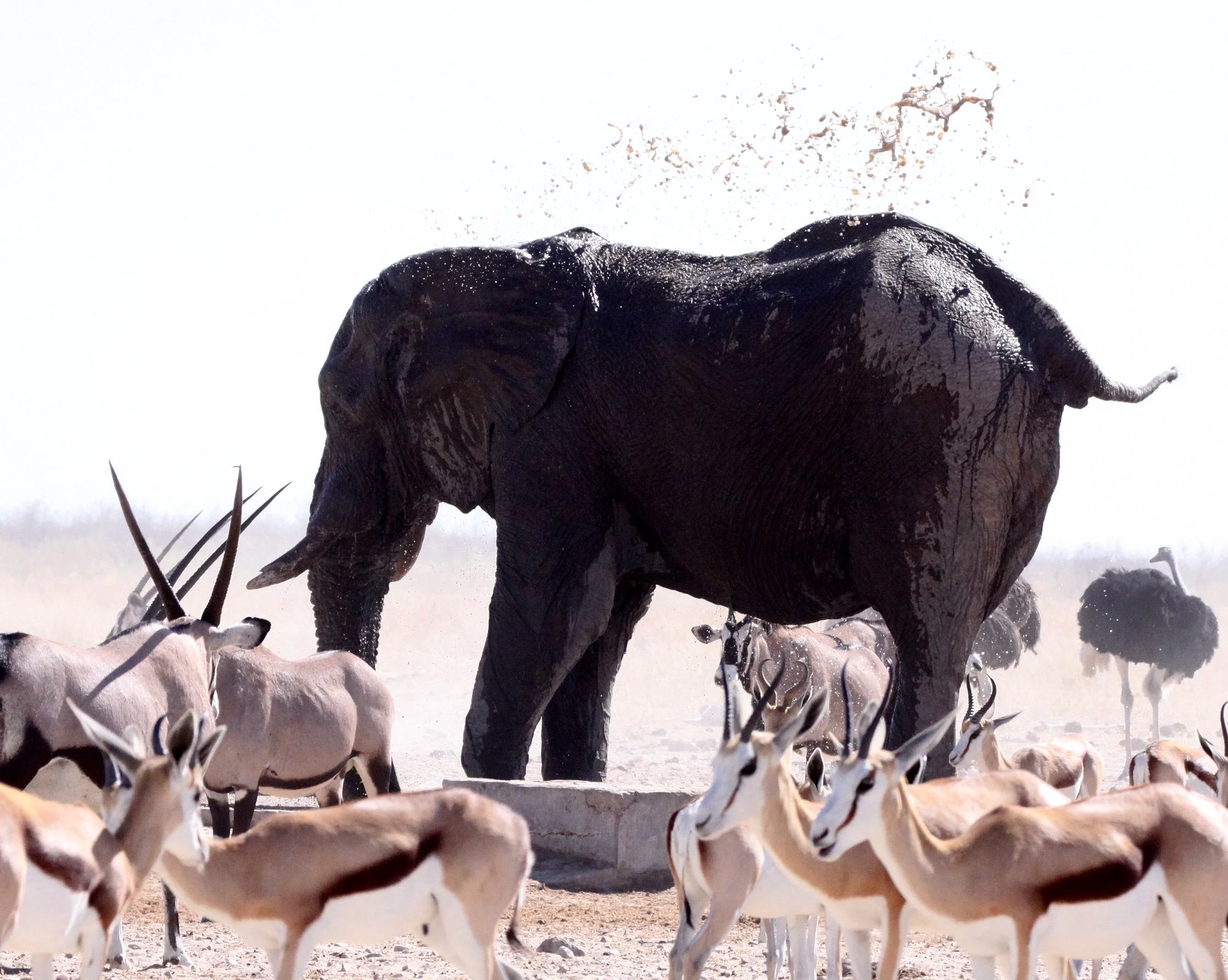 ELEPHANT - AFRICAN ELEPHANT - ETOSHA NATIONAL PARK NAMIBIA (44).JPG