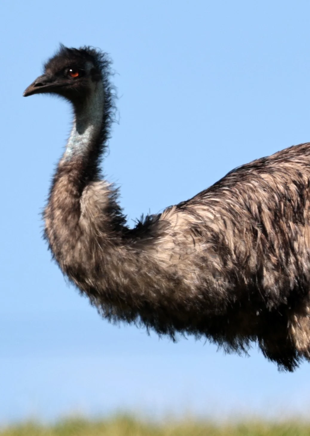 Emu (Dromaius novaehollandiae) Mt Frankland NP - Western Australia (17).jpg