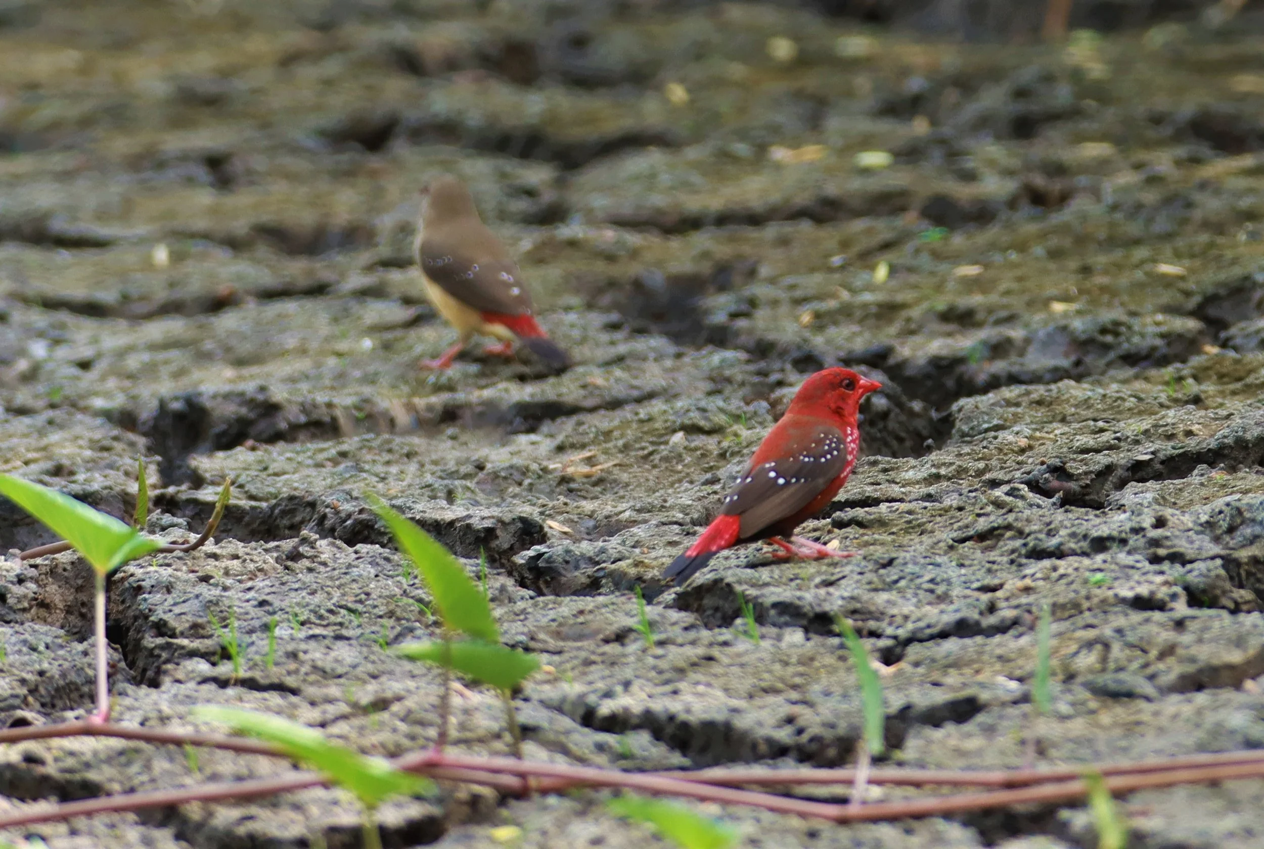 RED AVADAVAT - Amandava amandava - LAT KRABANG THAP YAO RICEFIELDS August 25, 2021 (12).jpg