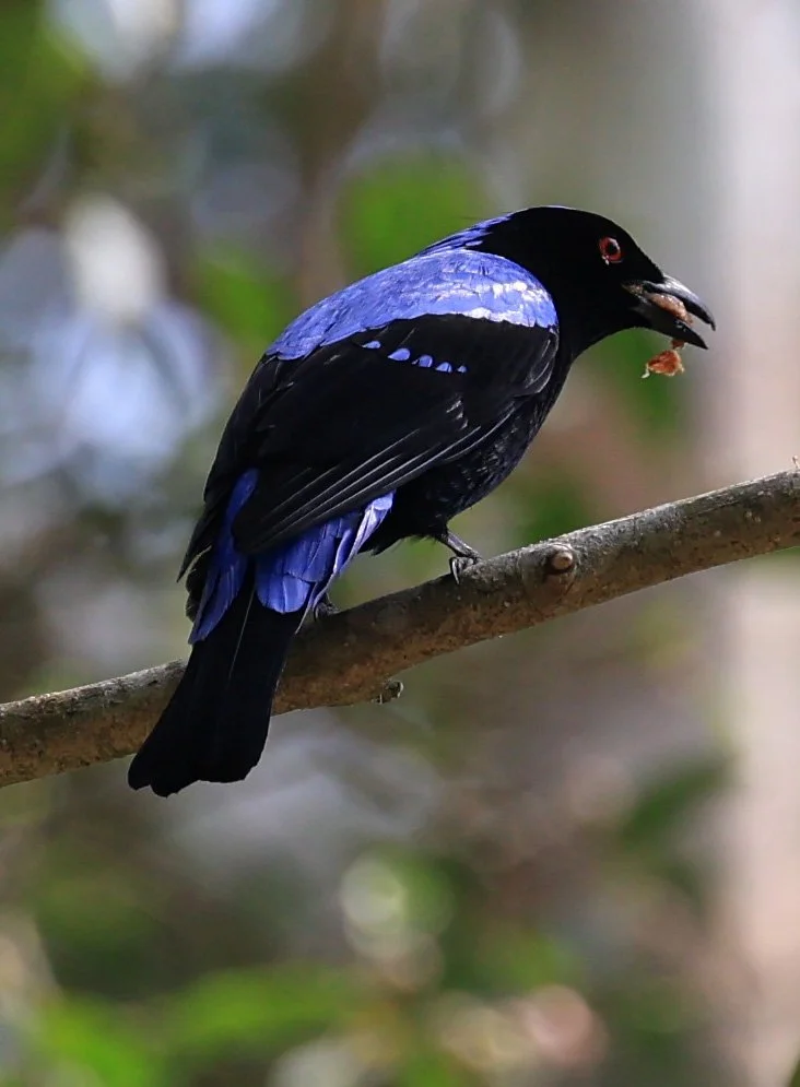 Asian Fairy-bluebird (Irena puella) Khao Yai National Park Feb 2026 Day 2 (47).jpg