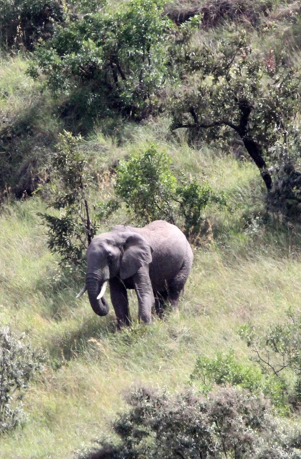 ELEPHANT - MASAI MARA NATIONAL PARK KENYA (1).JPG