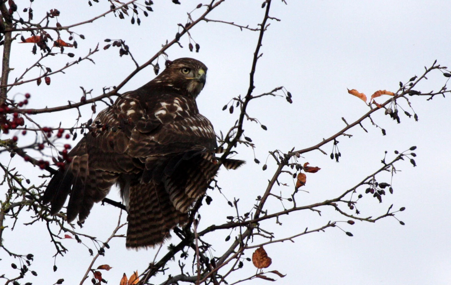 Buteo jamaicensis - RED-TAILED HAWK - JAMESTOWN WA (19).JPG