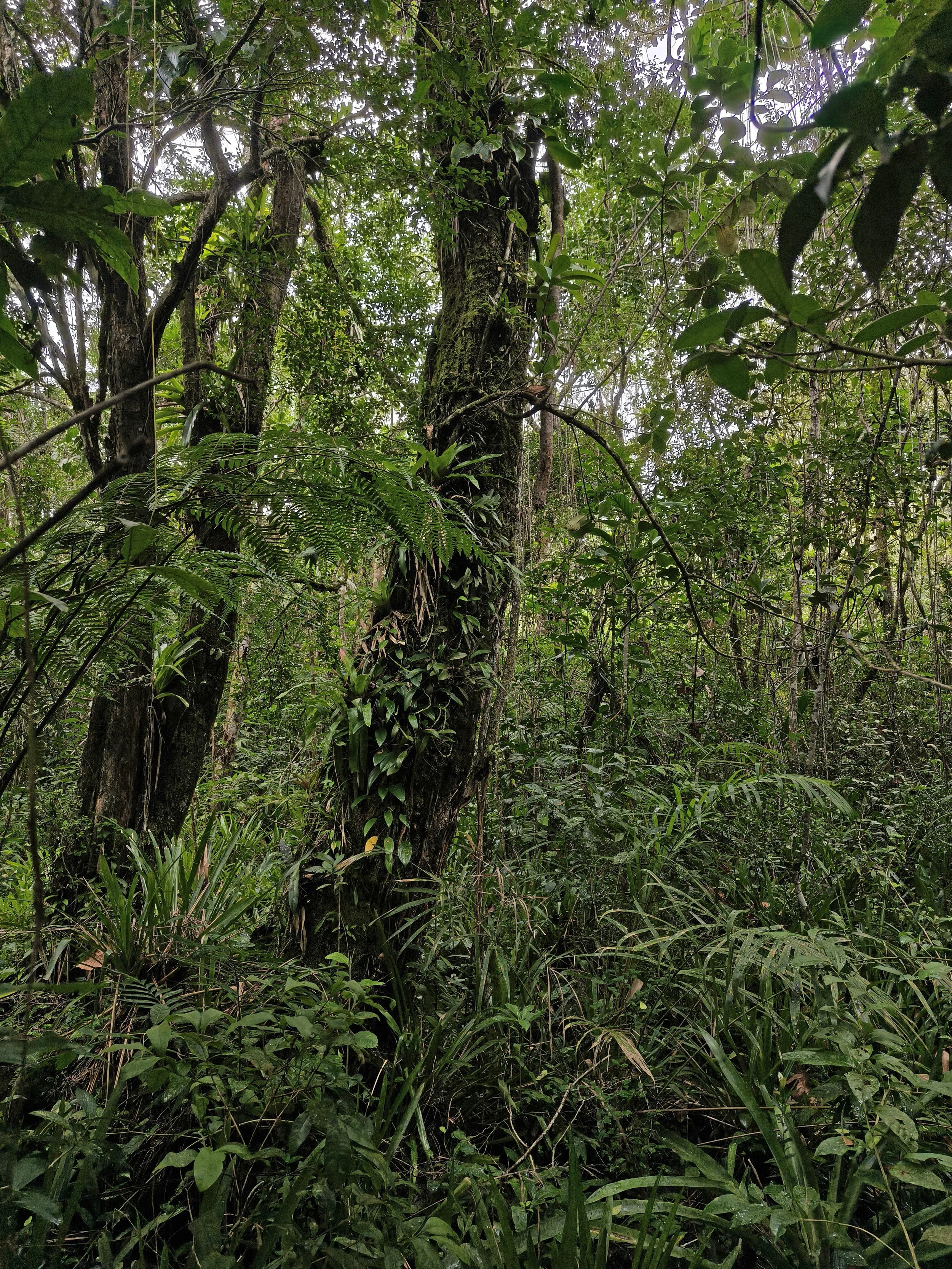 Superagüi National Park