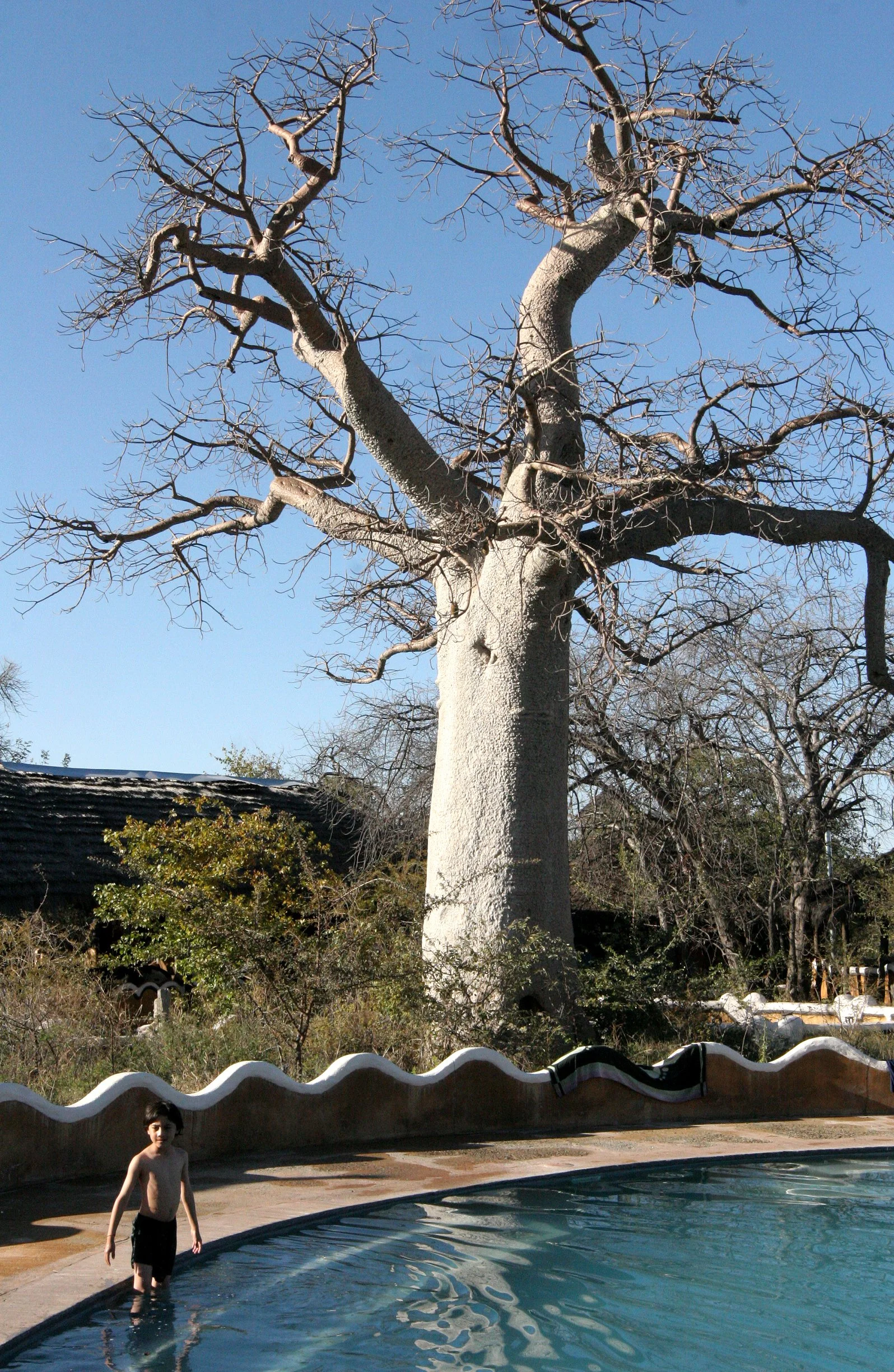 BOTSWANA - DESERT PLANET BAOBAB BOTSWANA.JPG