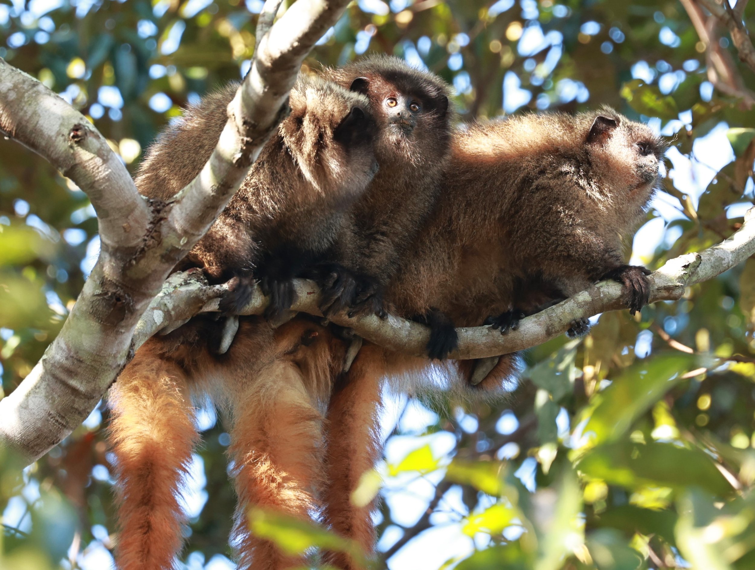 Black-fronted Titi Monkey (Callicebus nigrifrons) — Coke Smith Wildlife