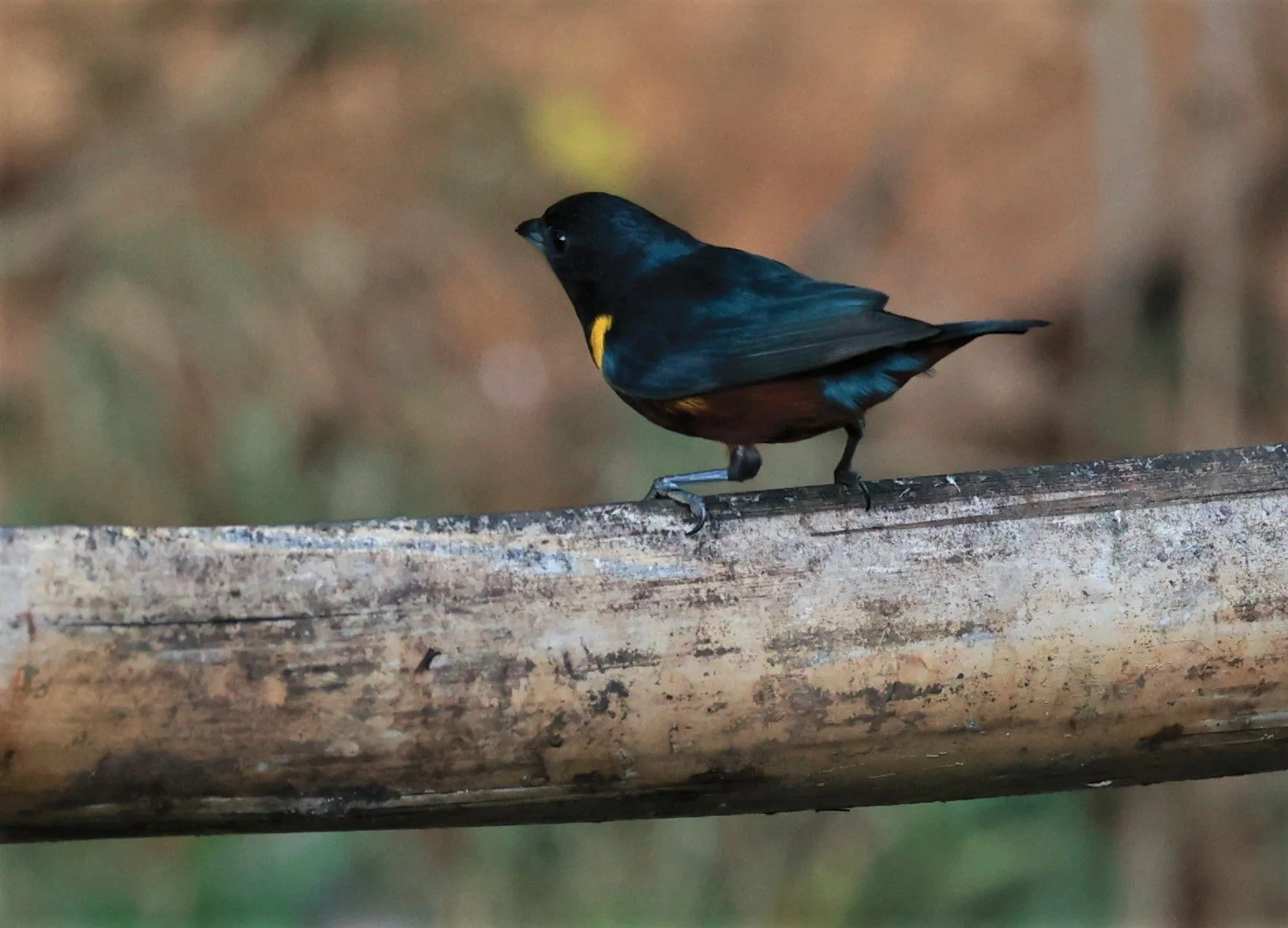 Euphonia - Chestnut-bellied Euphonia - Euphonia pectoralis - Espirito Santo, Santa Teresa, Pousada Vita Verde (15).jpg