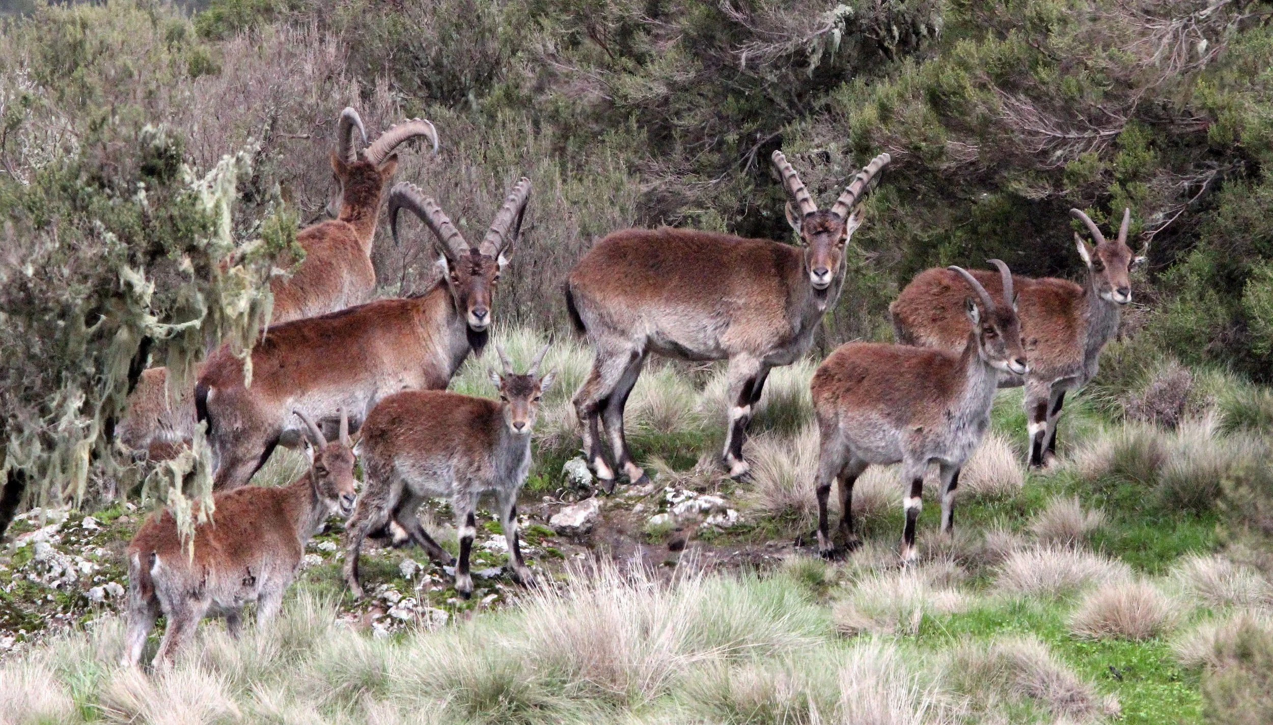 IBEX - WALIA IBEX - Capra walie - SIMIEN MOUNTAINS NATIONAL PARK ETHIOPIA (181).JPG