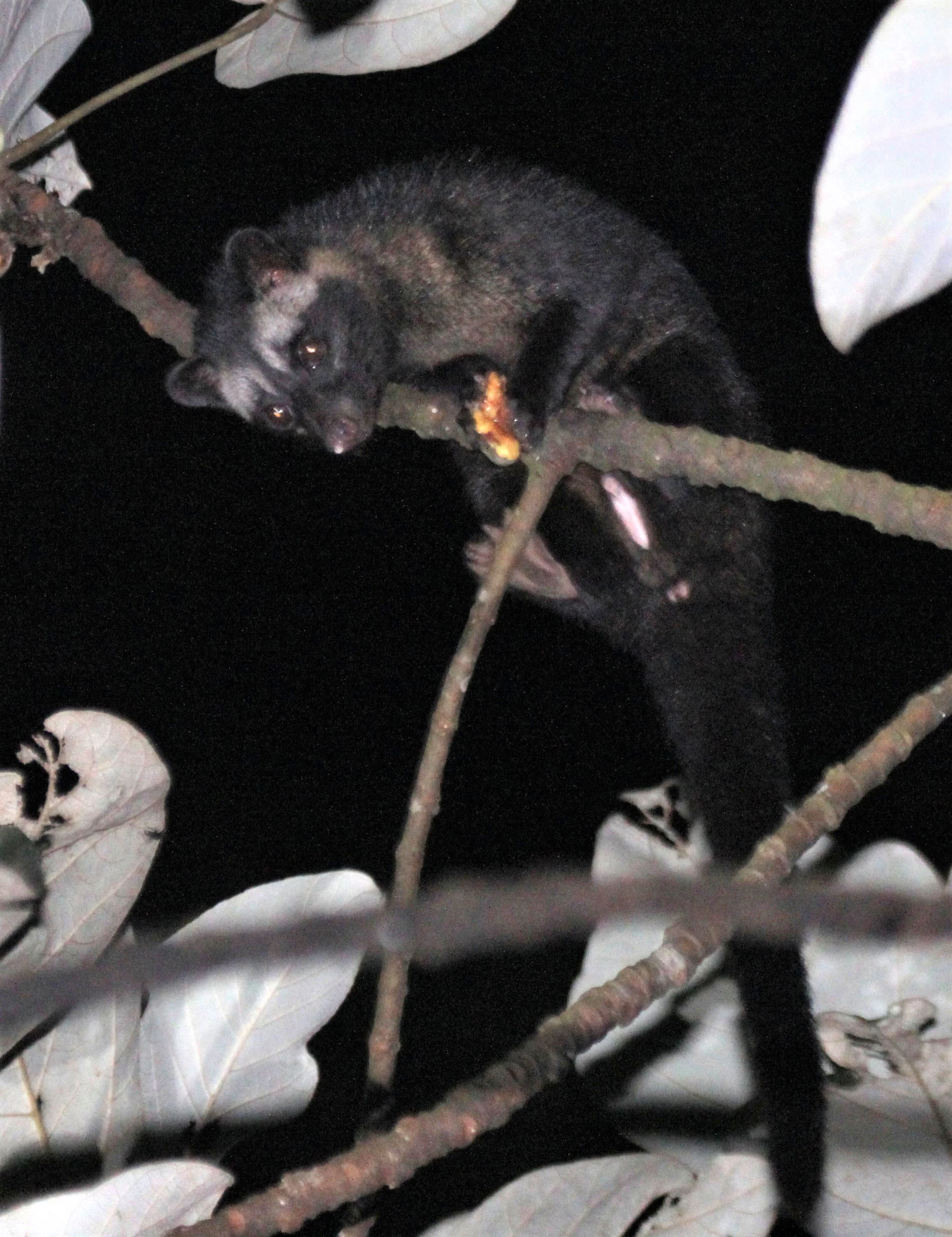 Paradoxus hermaphroditus javanica - JAVAN (COMMON) PALM CIVET - HALIMUN NATIONAL PARK - JAVA BARAT INDONESIA (16).JPG