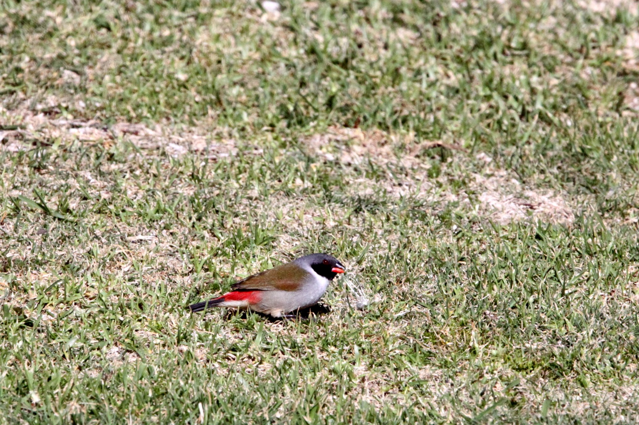 Swee Waxbill (Coccopygia melanotis) Tsitsikamma NP South Africa (2).JPG