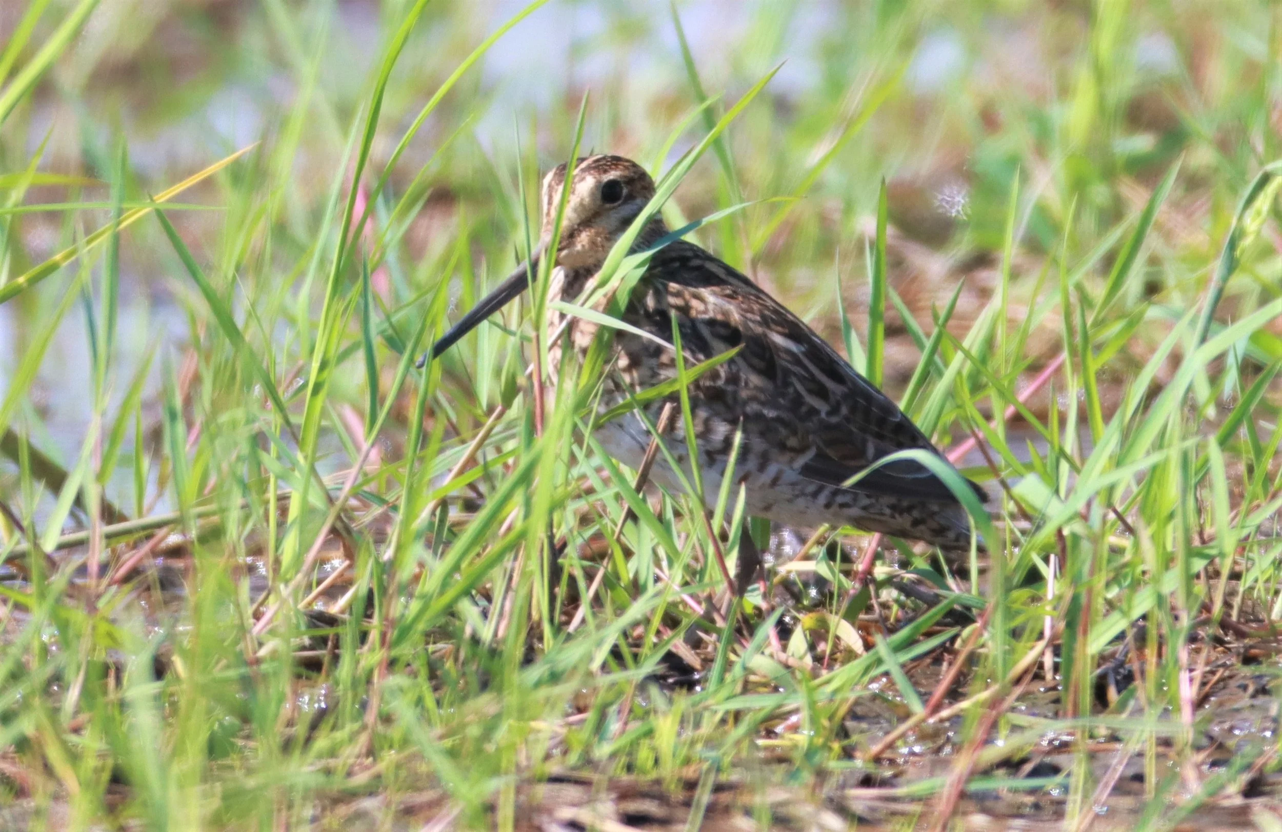 SNIPE - PINTAIL SNIPE - Gallinago stenura - PATHUM THANI RICE RESEARCH CENTER AUGUST 24 2021 (2).jpg