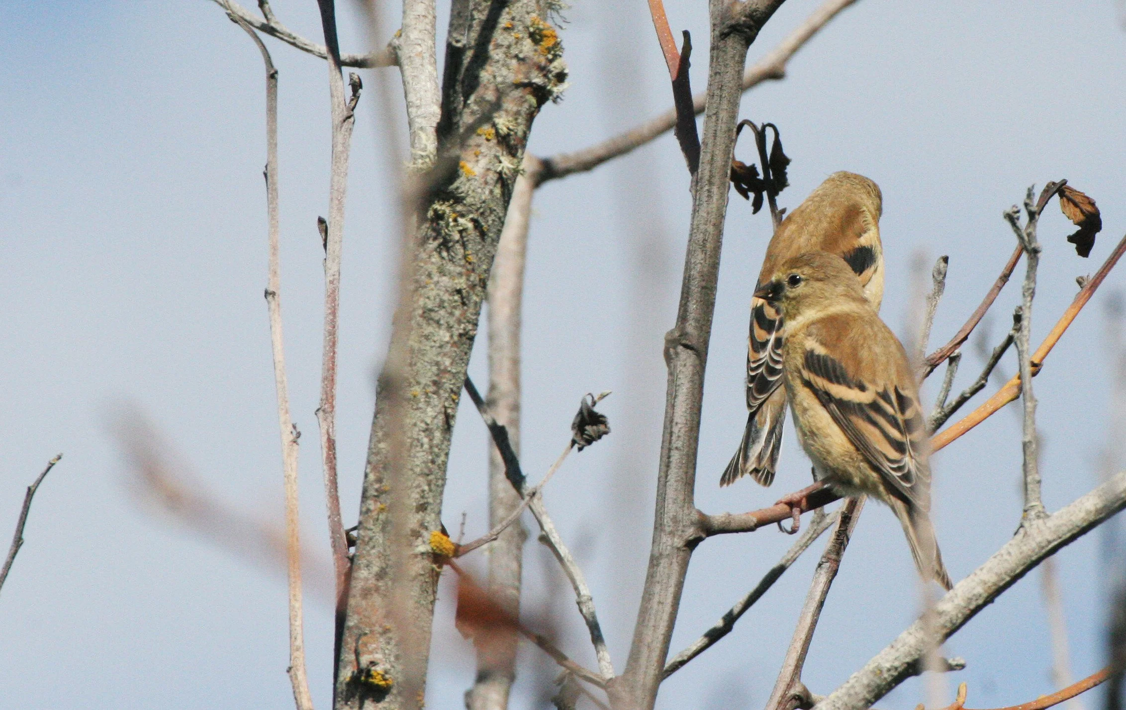 BIRD - PINE SISKIN - ELWHA RIVER MOUTH TRAILS (8).JPG