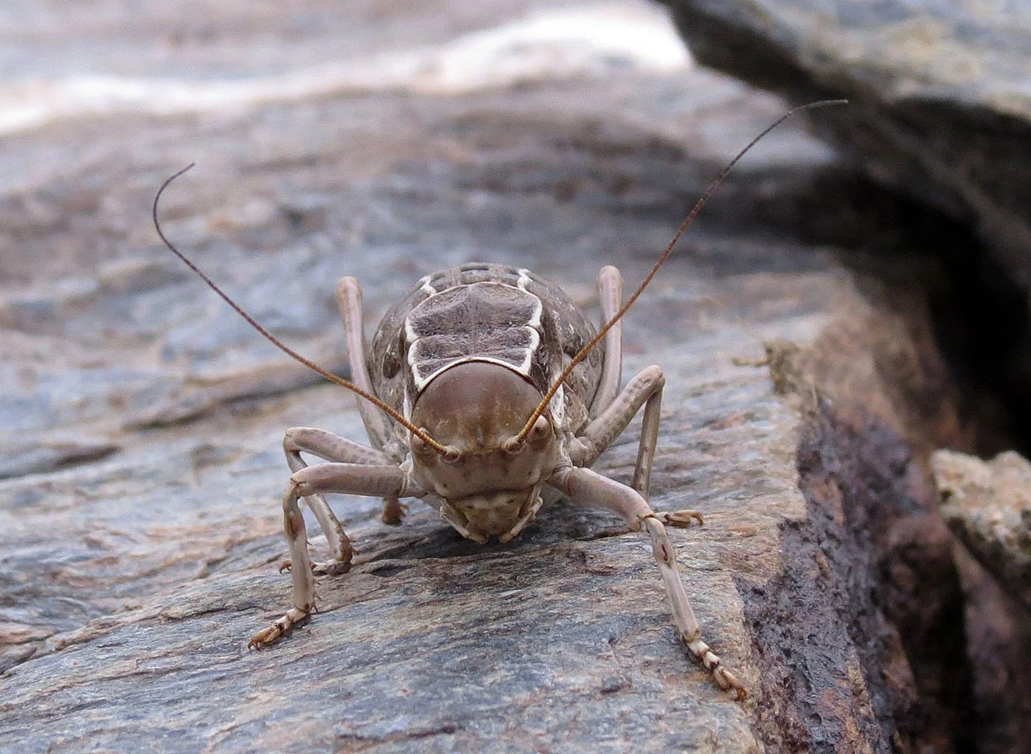 Pycnogaster inermis - Unarmed Brush Cricket - Endemic Species - Sierra Nevada Cricket - Sierra Nevada National Park, Grenada Spain (5).JPG