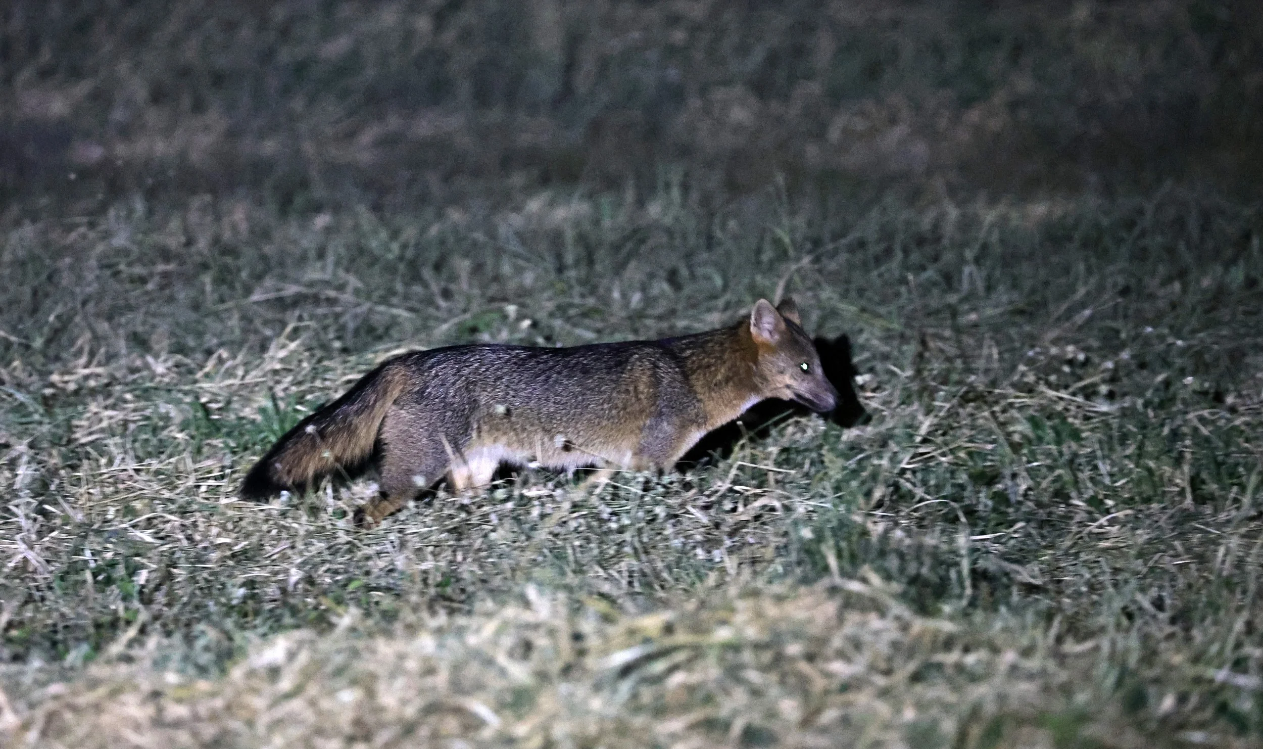 Crab-eating Fox (Cerdocyon thous) Estancia Campo'í Paraguay  (1).jpg