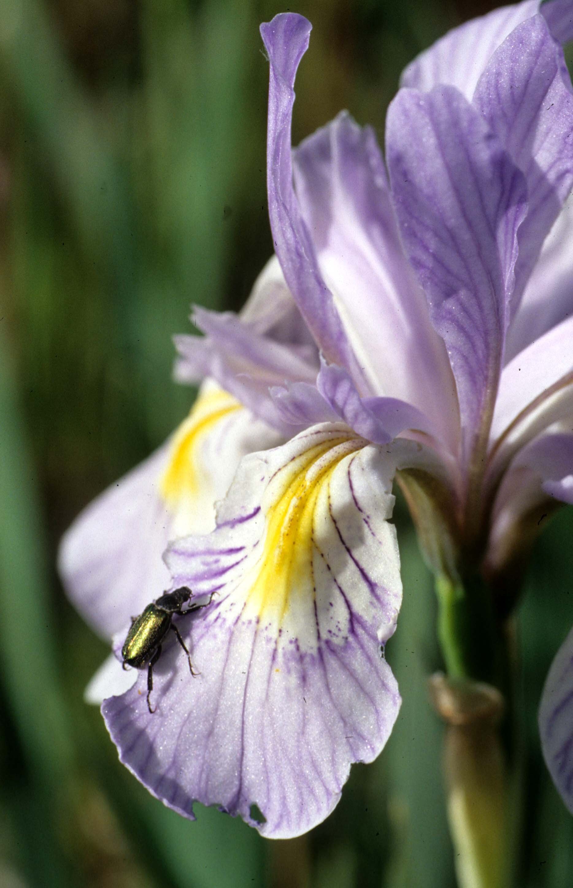 CALIFORNIA - SIERRA - IRIS SPECIES (6).jpg