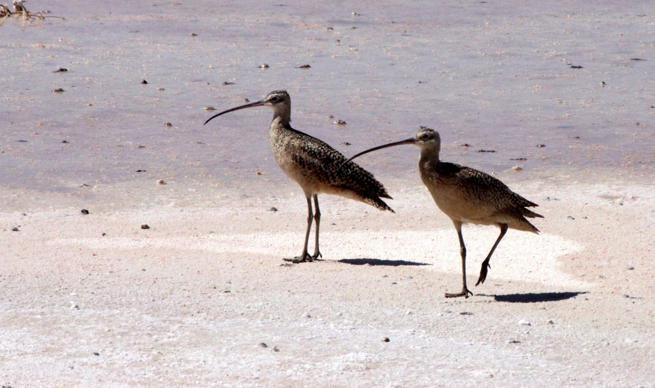 BIRD - CURLEW - LONG-BILLED CURLEW - ALAMOGORDO NEW MEXICO - WETLANDS DUE SOUTH (5).JPG