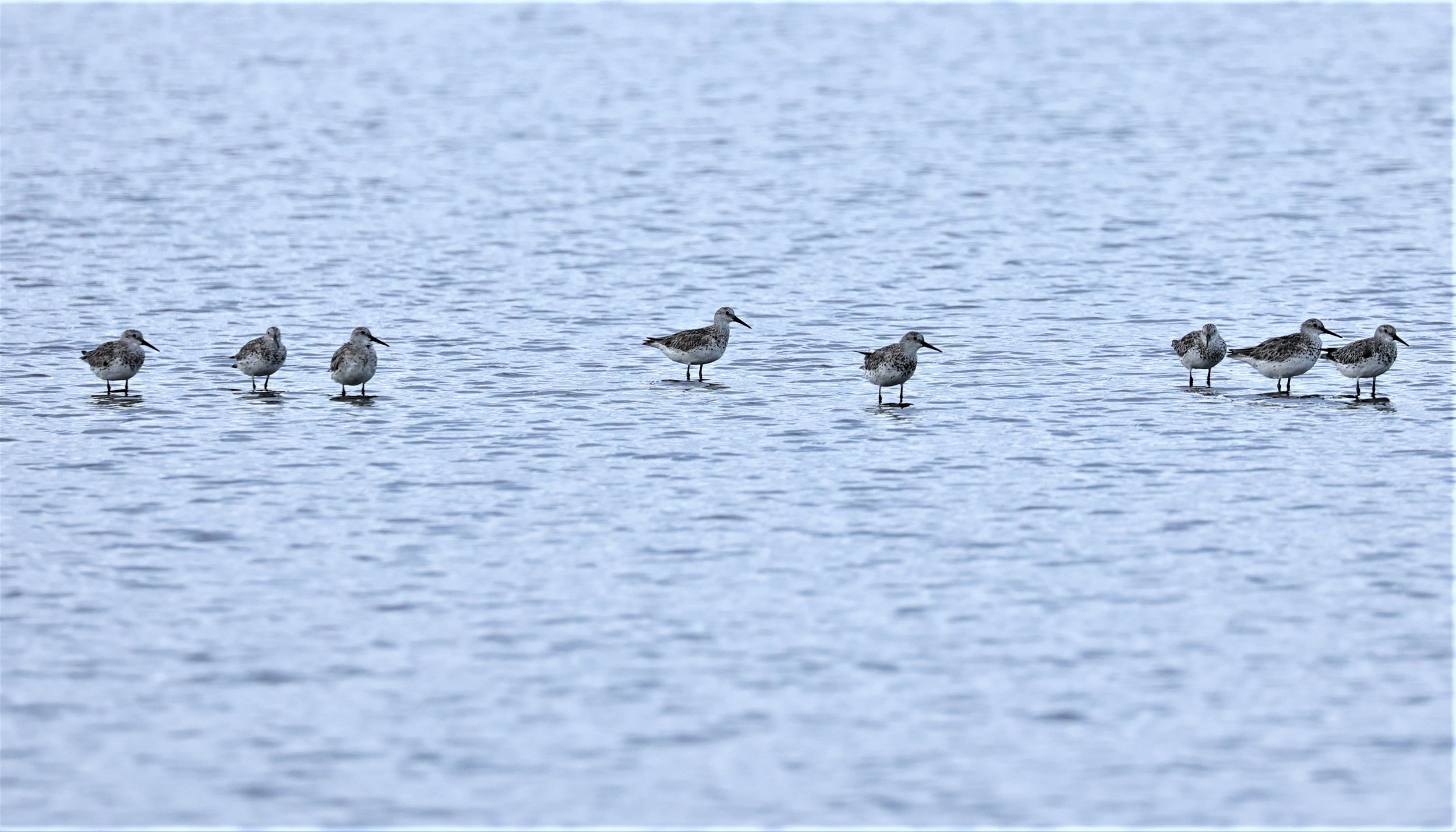 KNOT - GREAT KNOTS - Calidris tenuirostris -LAEM PAK BIA AREA NEAR PAK THALE (4).jpg