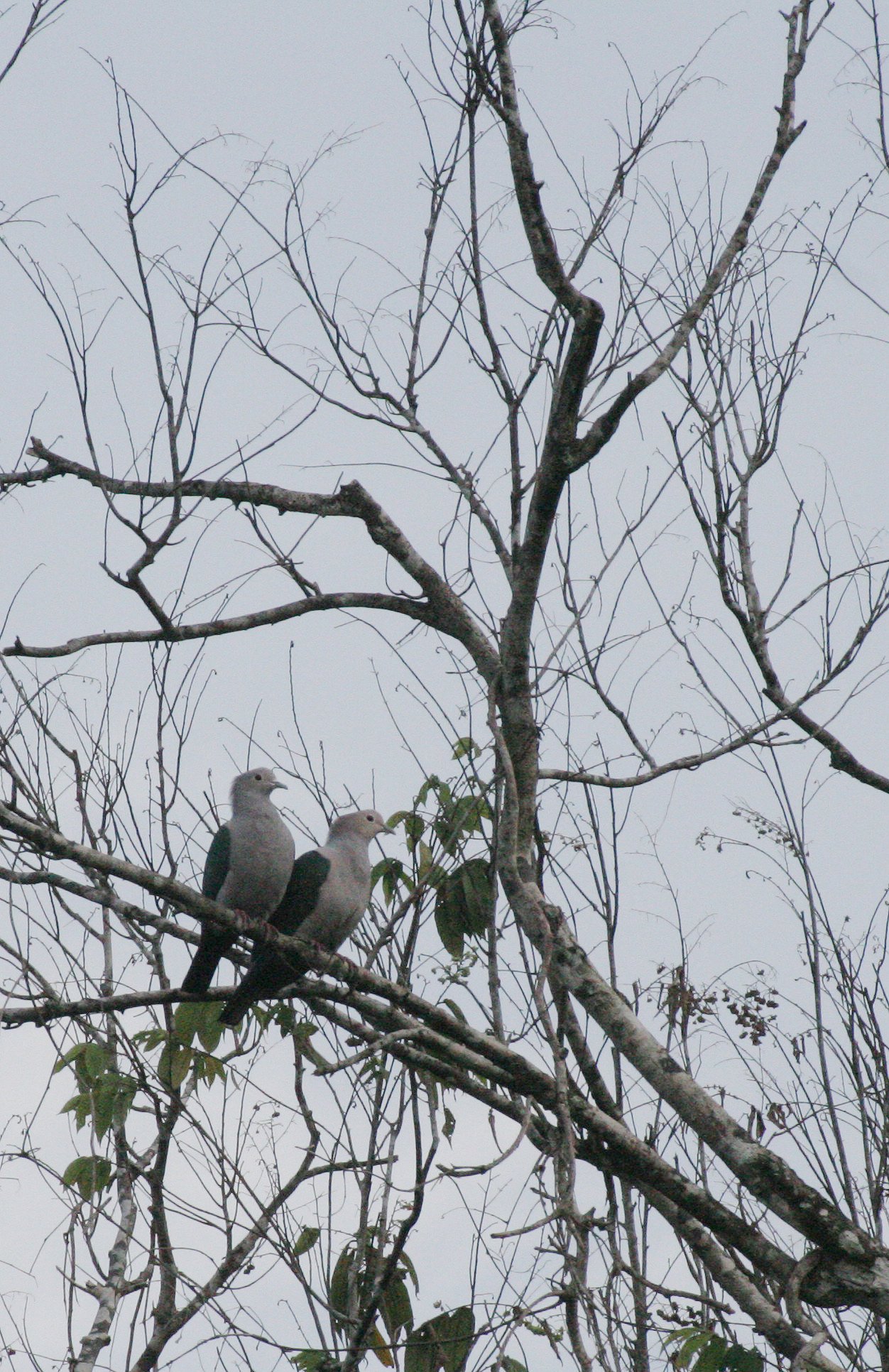 Green Imperial-Pigeon (Ducula aenea) Kinabatangan River Borneo (5).JPG