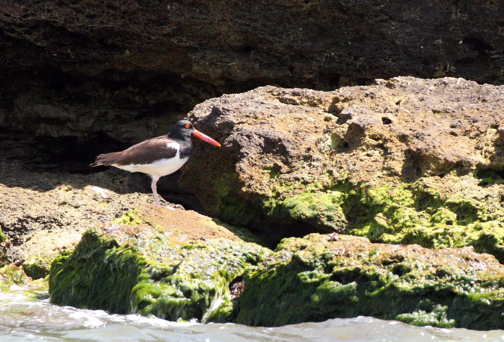 American Oystercatcher (Haematopus palliatus) San Ignacio Lagoon Baja Mexico (14).JPG