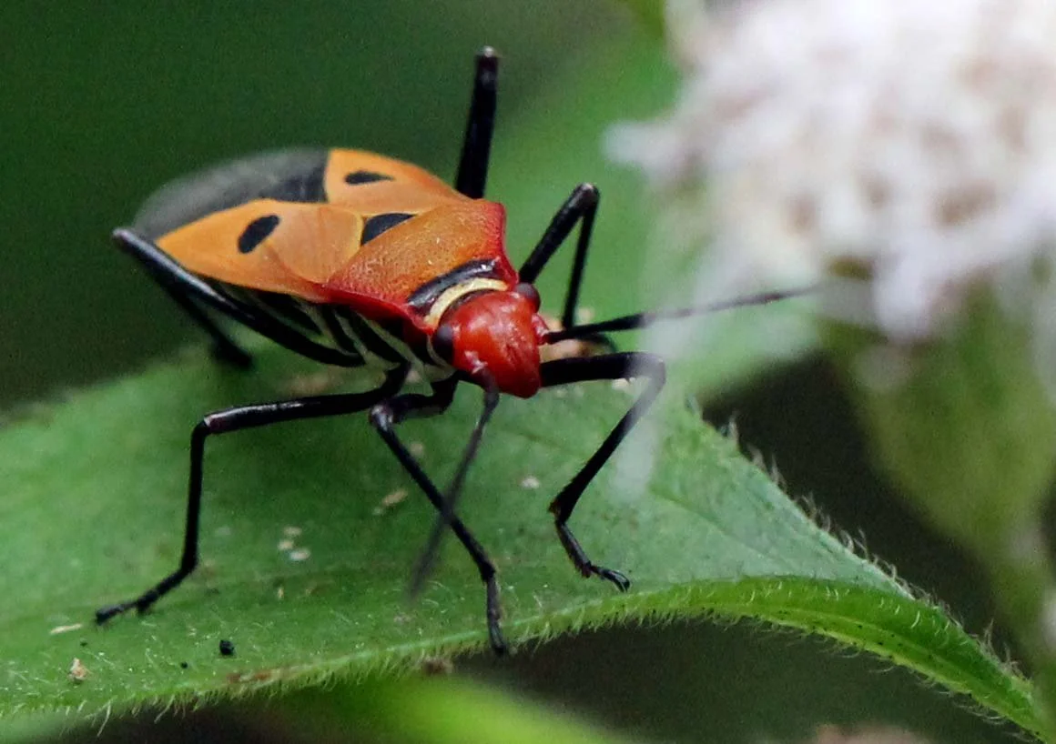 Dysdercus cingulatus - Sigiriya Forest, Sri Lanka (4).JPG