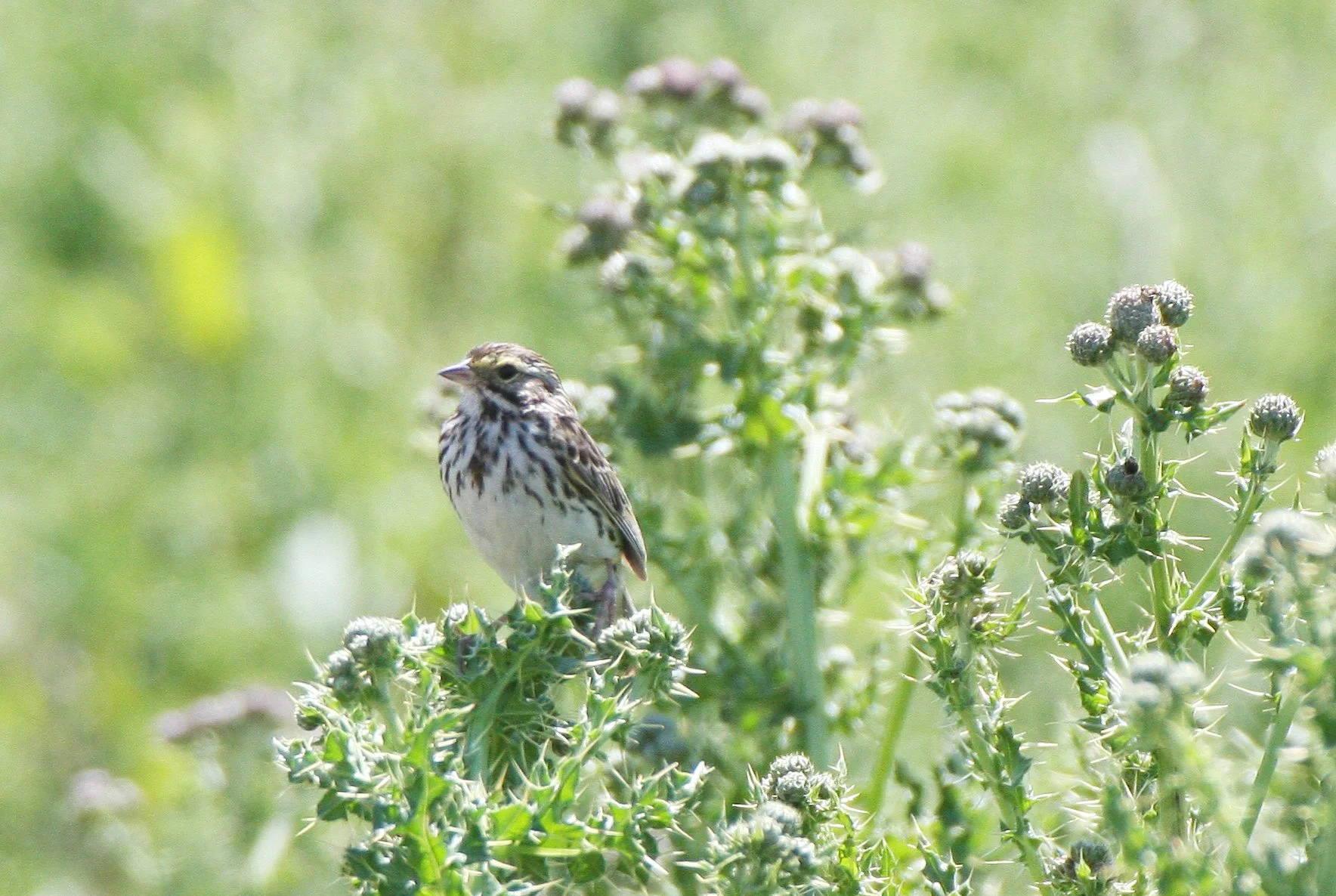 Savannah Sparrow (Passerculus sandwichensis) Ridgefield NWR Washington (11).JPG