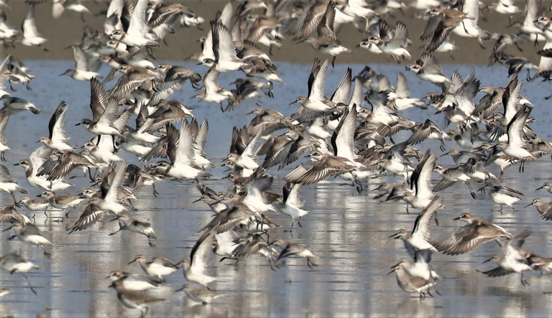 PLOVER - GREATER SAND-PLOVER - Charadrius leschenaultii - LESSER SP, CURLEW, BROADBILL SP PAK THALE OCTOBER 2 (31).jpg