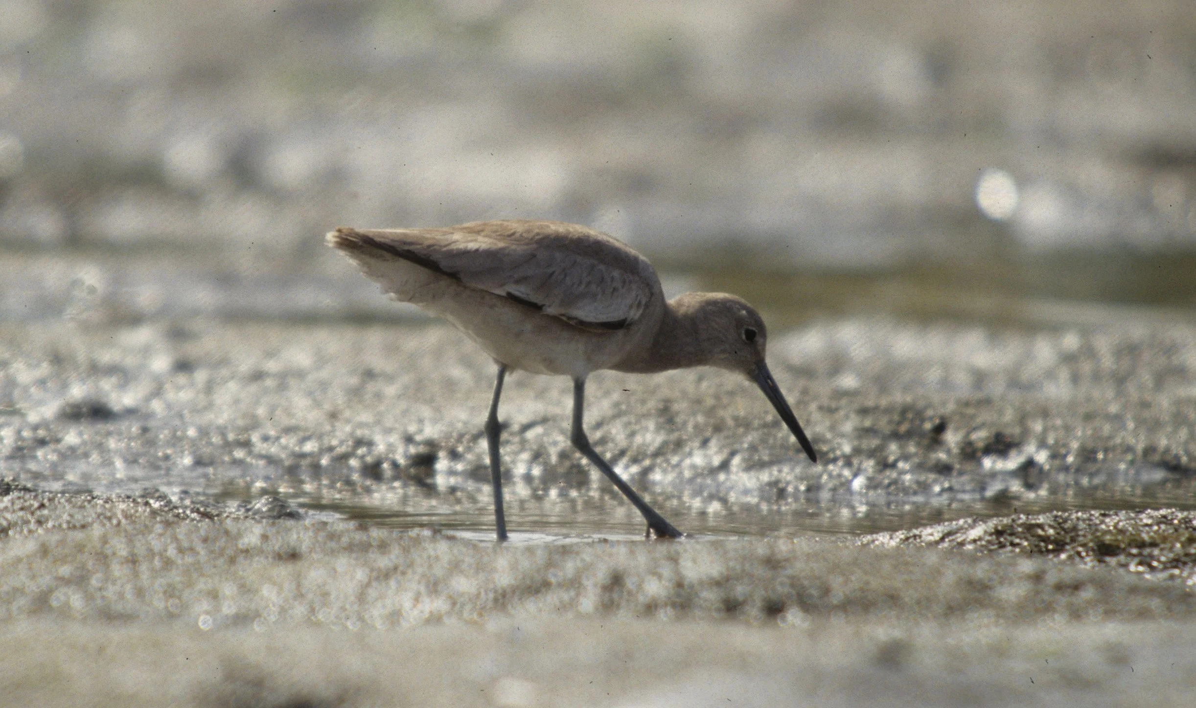 BIRD - WILLET - BODEGA BAY A.jpg