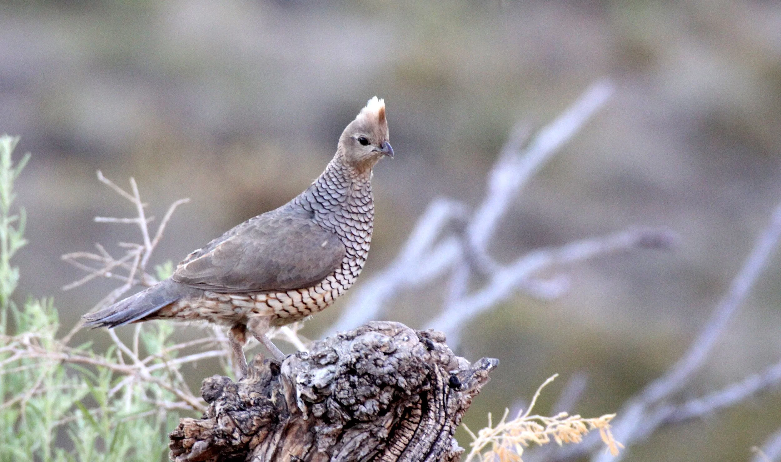 BIRD - QUAIL - SCALED QUAIL - FRANKLIN MOUNTAINS STATE PARK TEXAS - TOM MAYS UNIT (5).JPG