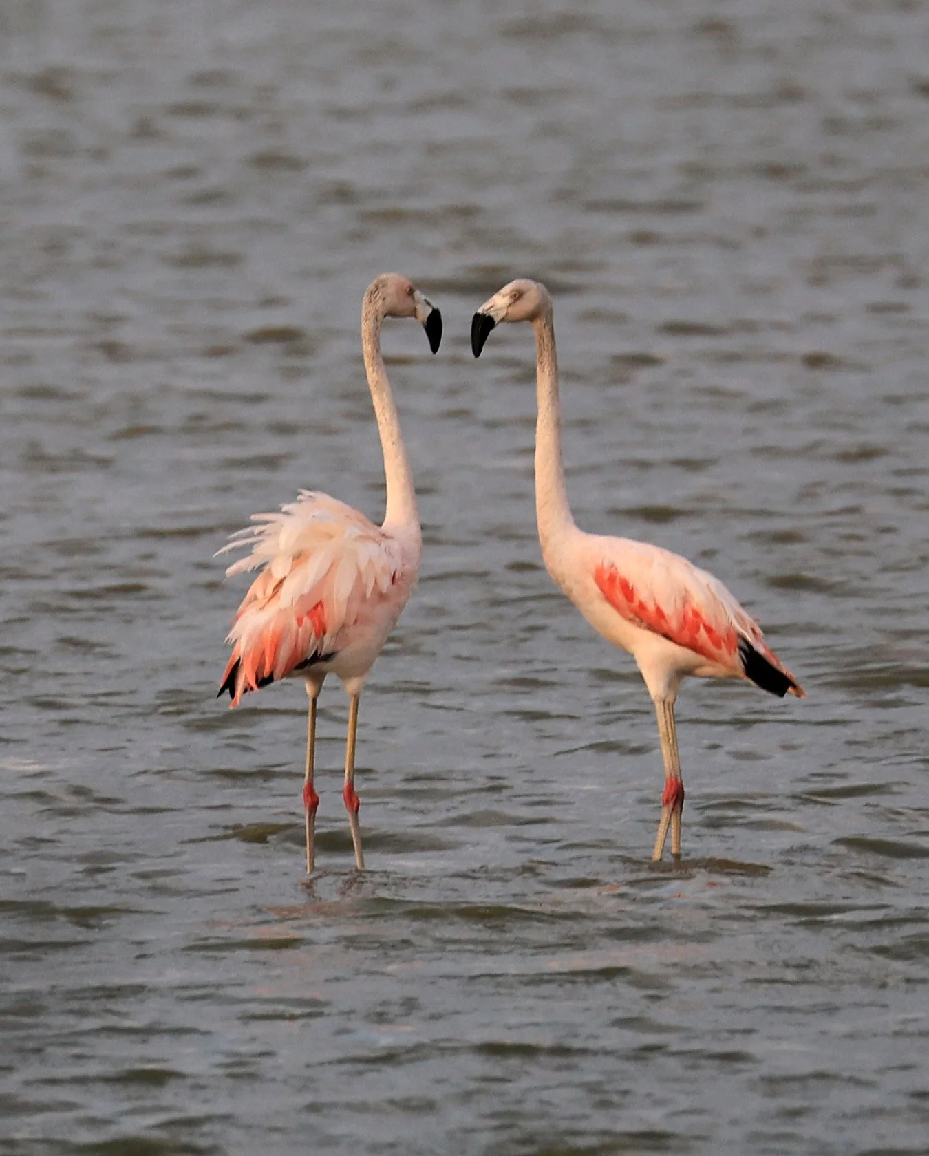 Chilean Flamingo (Phoenicopterus chilensis) Chaco Lodge & Laguna Salada Paraguay (61).jpg