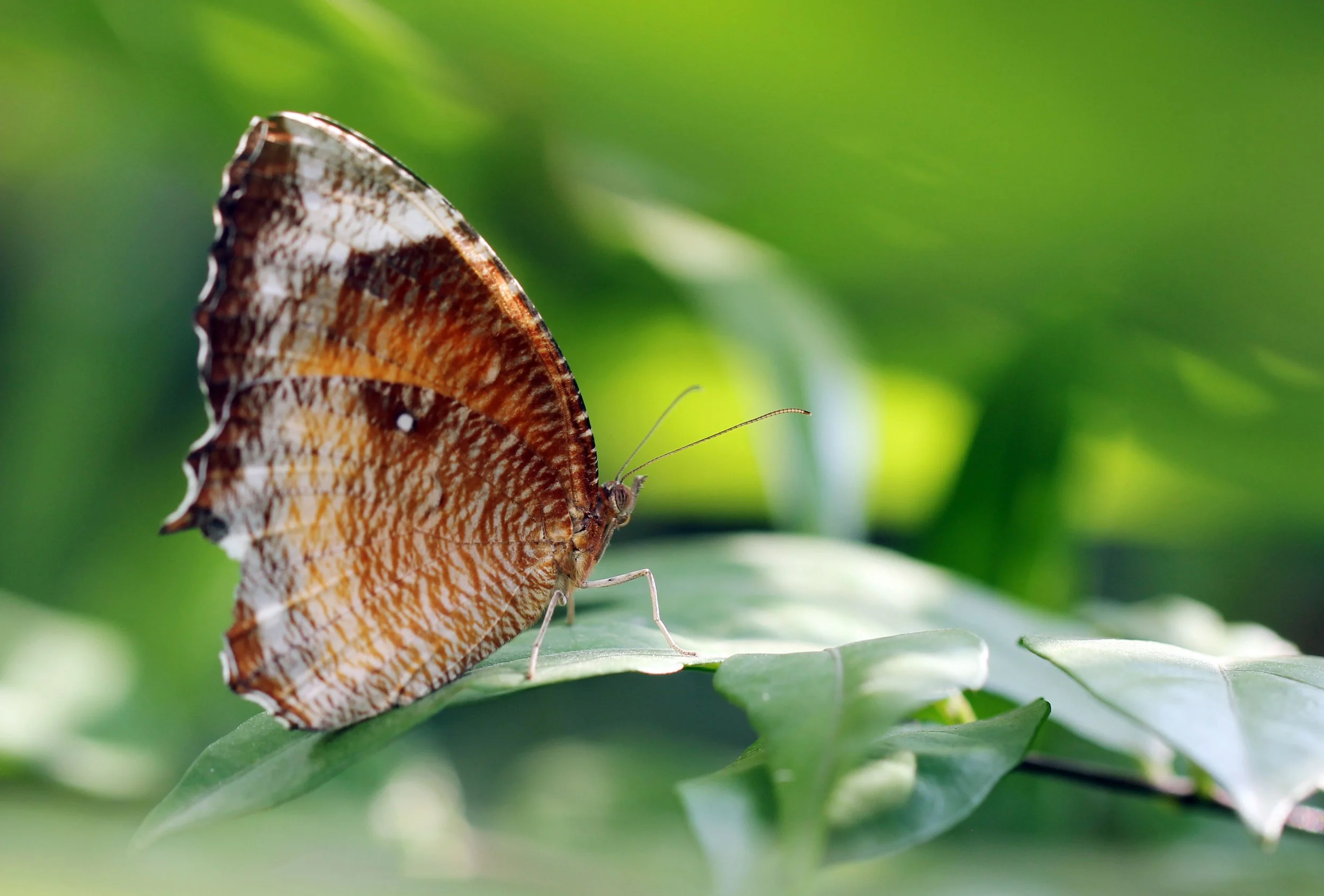 Satyridae - Elymnias hypermnestra - Nonthaburi, Thailand