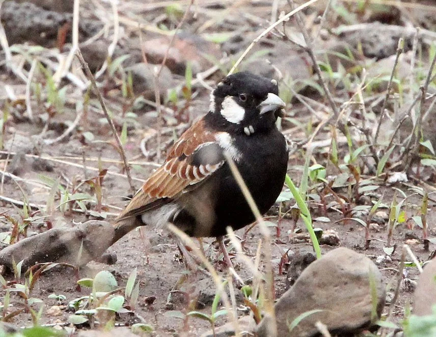 Chestnut-backed Sparrow-Lark (Eremopterix leucotis) Ali Dege Plains Ethiopia (4).JPG