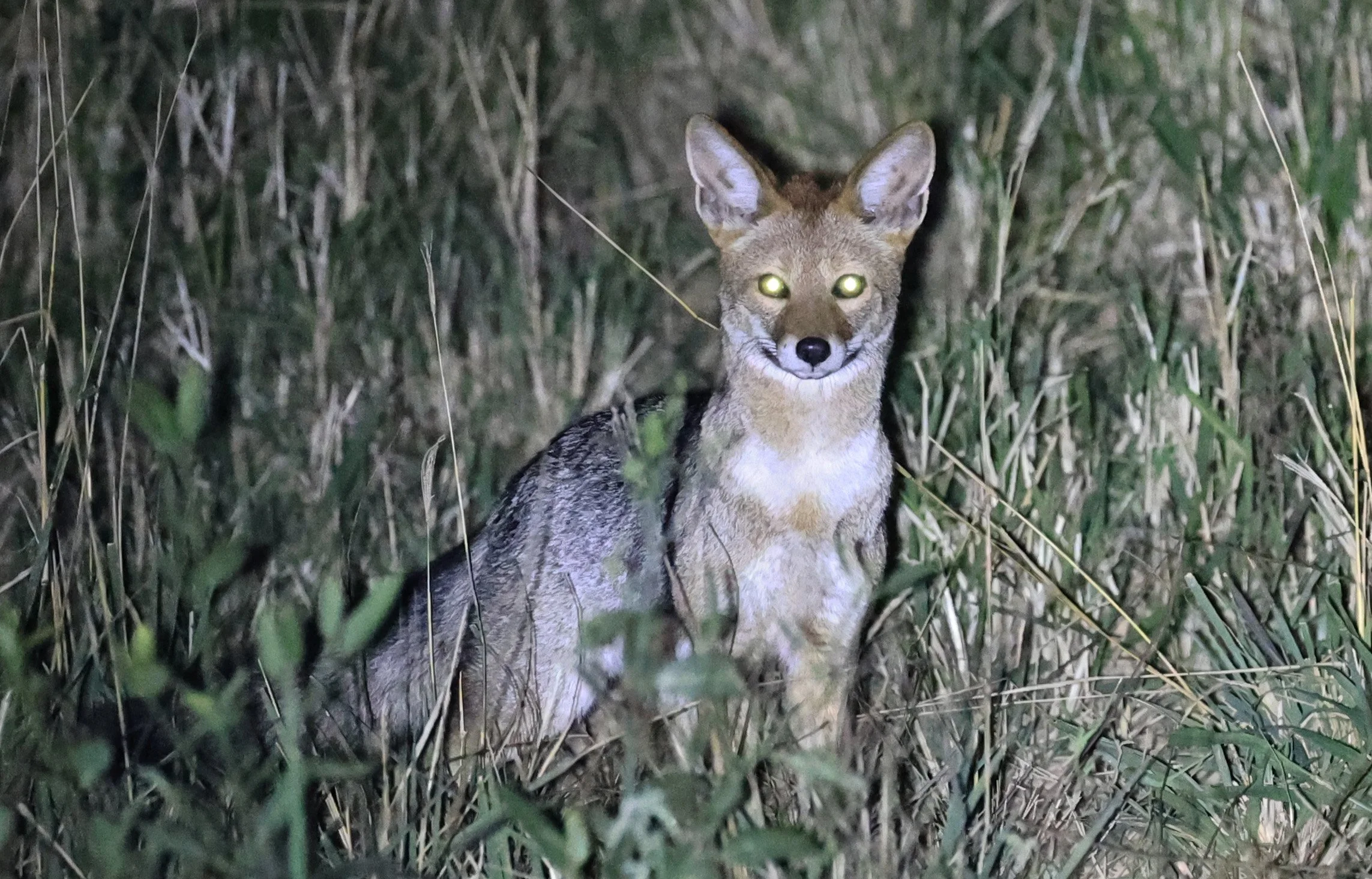 Pampas Fox (Lycalopex gymnocerca) 
