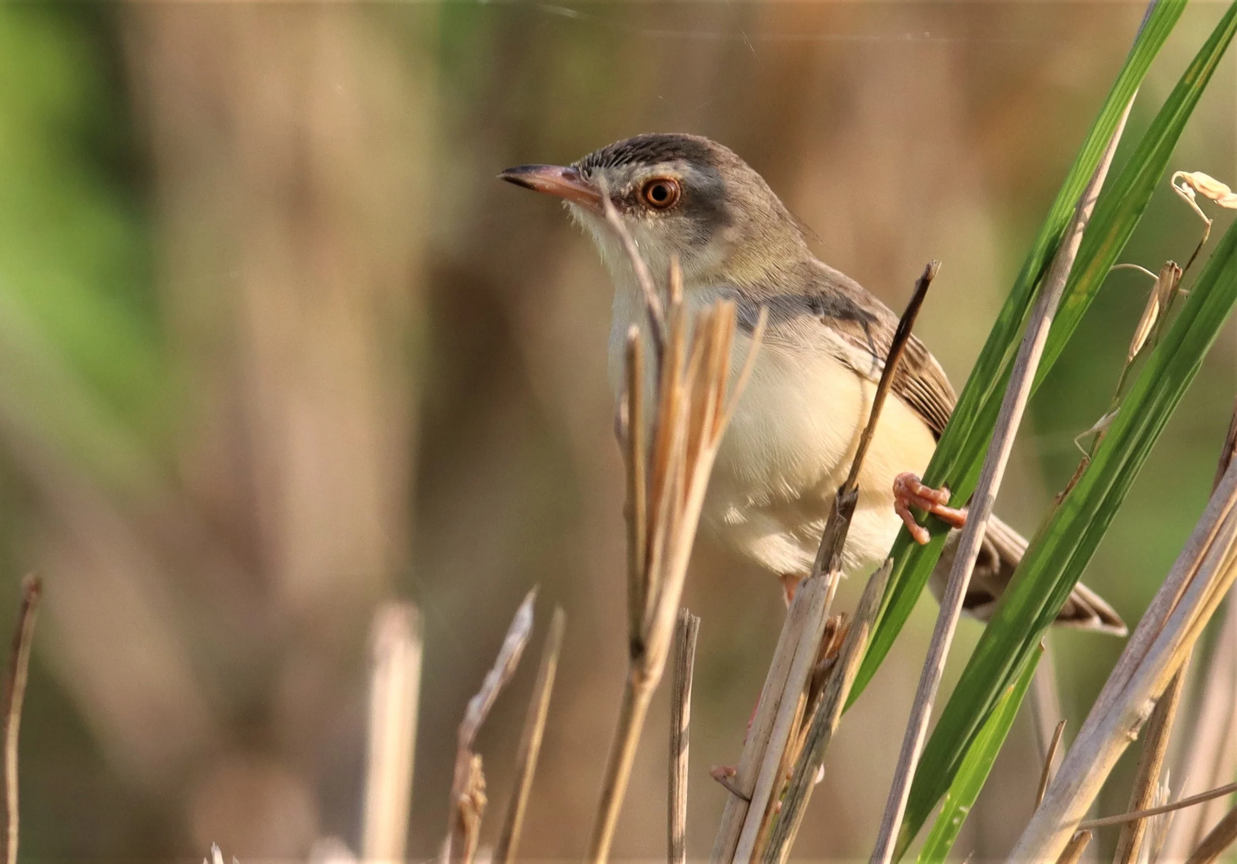 PRINIA - PLAIN PRINIA - Prinia inornata - PATHUM THANI RICE RESEARCH CENTER (8).jpg