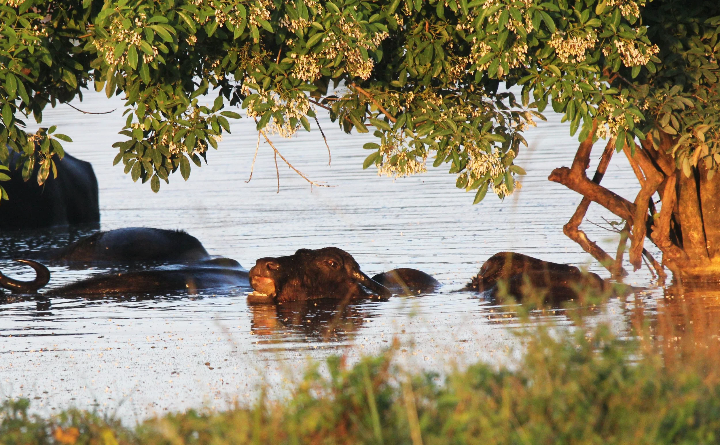 BUFFALO - DOMESTIC RIVER BUFFALO - Bubalus bubalus var. bubalis - UDAWALAWA NATIONAL PARK SRI LANKA (4).JPG