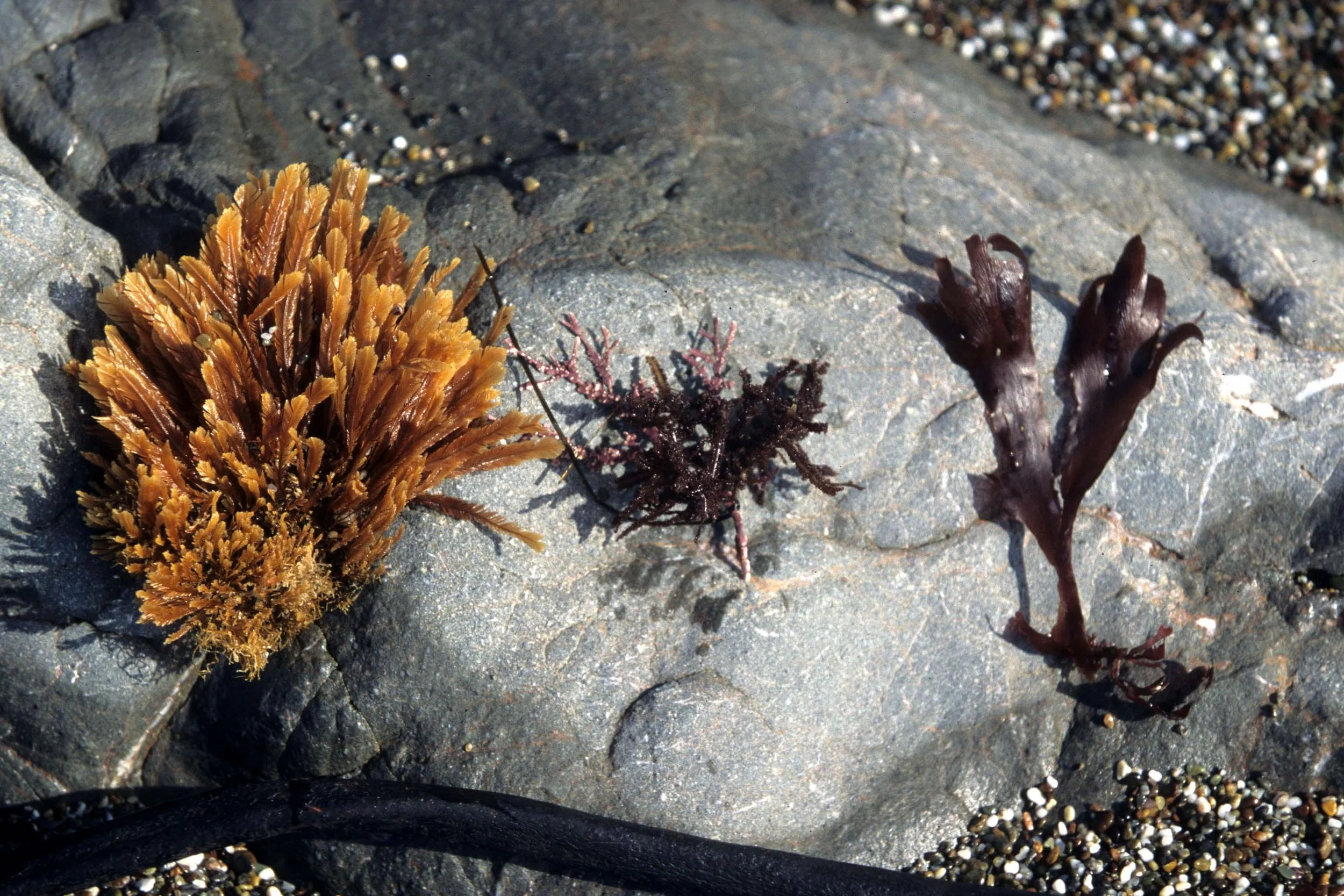 CALIFORNIA - BODEGA BAY - MARINE ALGAE SPECIES (16).jpg
