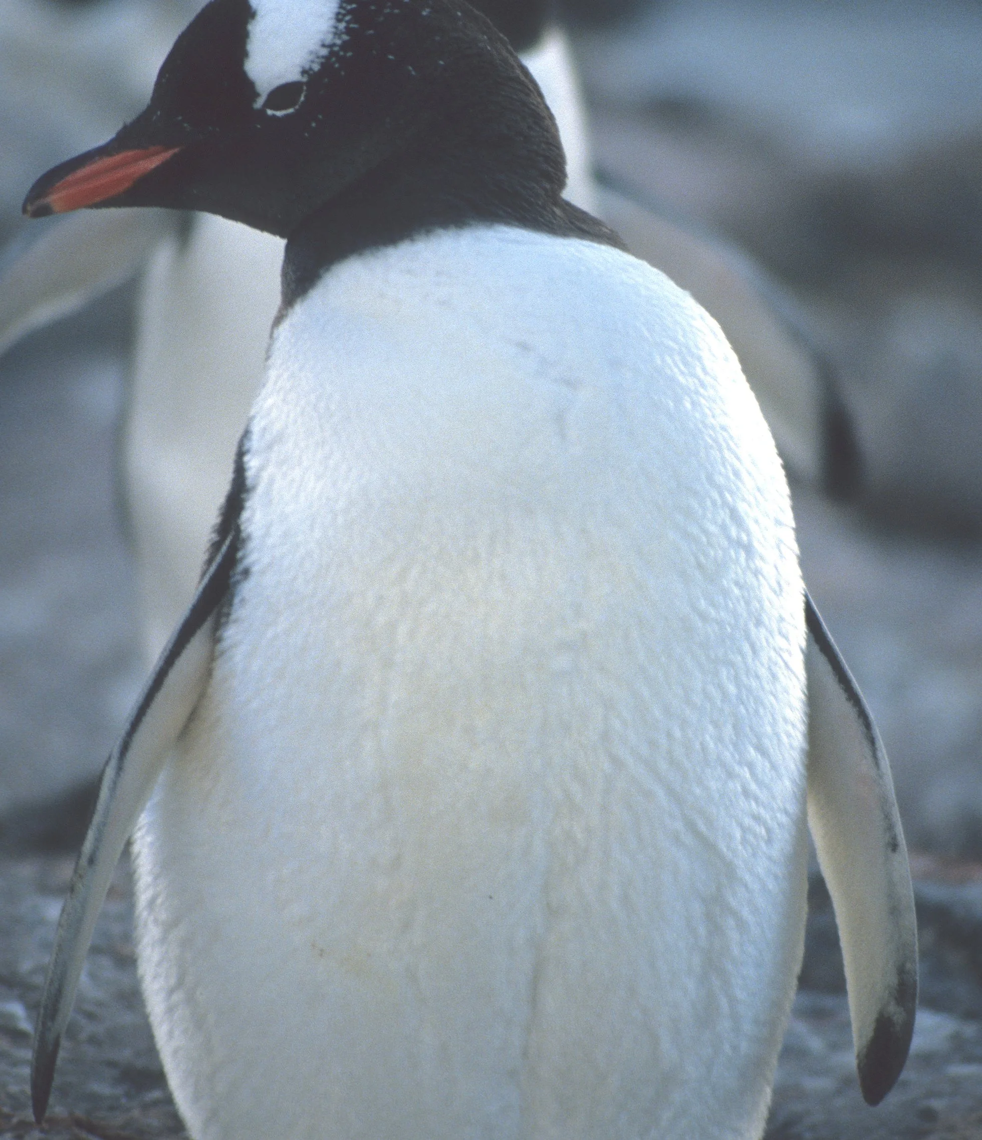 Gentoo Penguin (Pygoscelis papua) Antarctic Peninsula scanned slides 1996 (32).jpg