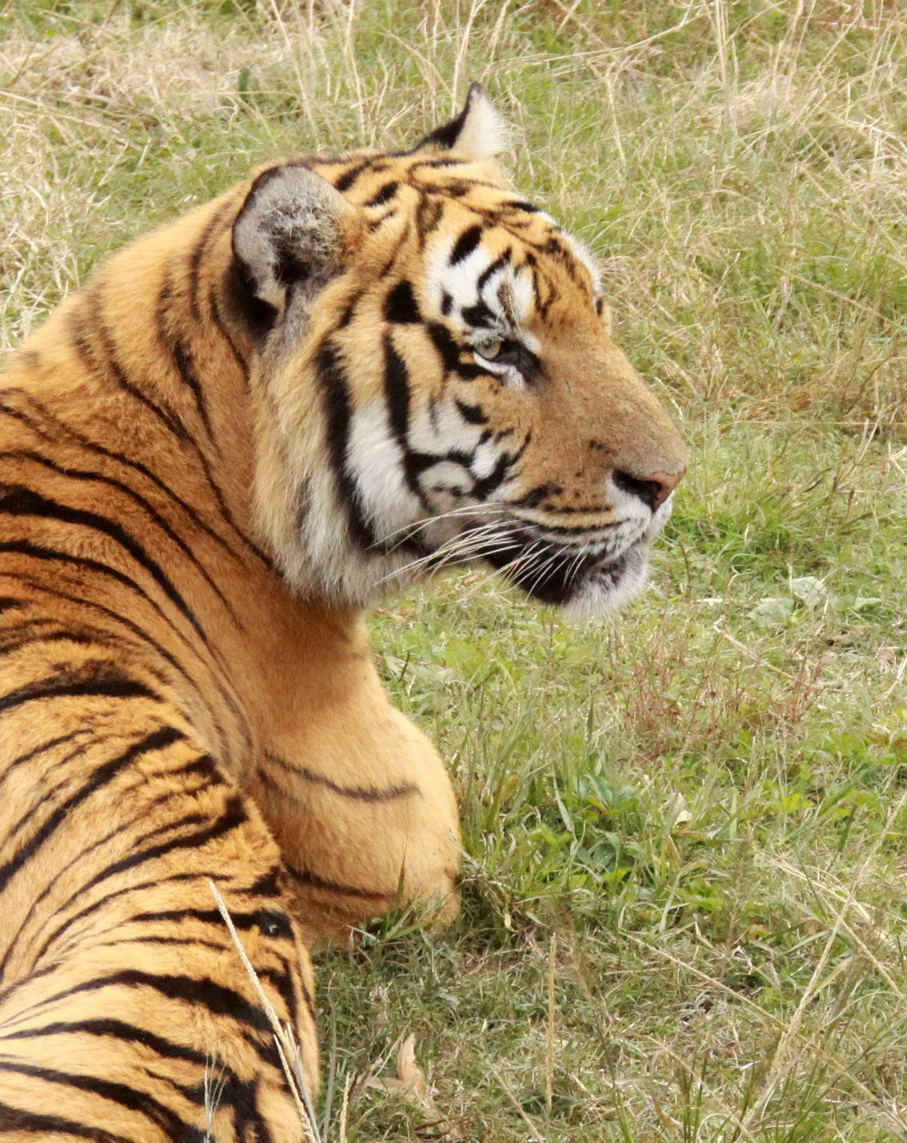 Panthera tigris amoyensis - SOUTH CHINA (AMOY or XIAMEN) TIGER - MEIHUASHAN NEAR XIAMEN - FUJIAN CHINA (71).JPG