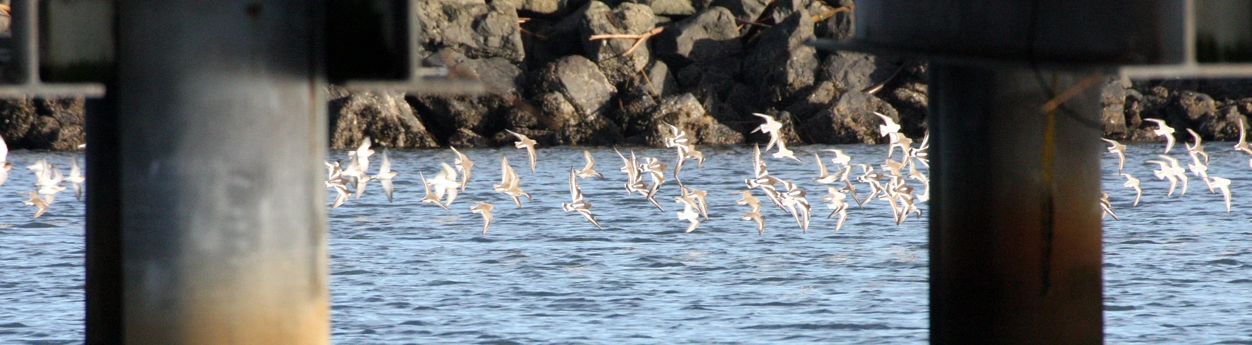BIRD - TURNSTONE - BLACK TURNSTONE - PA HARBOR (49).JPG