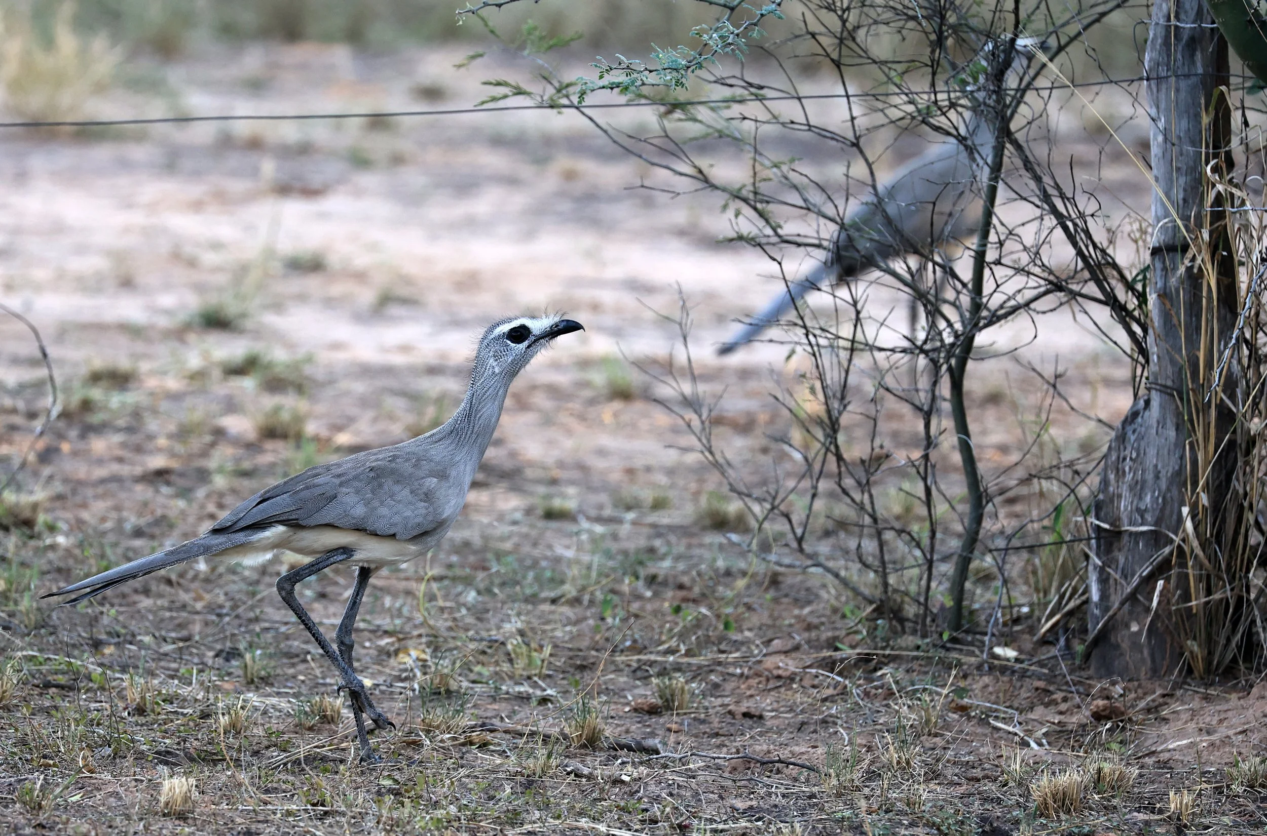 Black-legged Seriema (Chunga burmeisteri) Parque Nacional Teniente Agripino Enciso (34).jpg