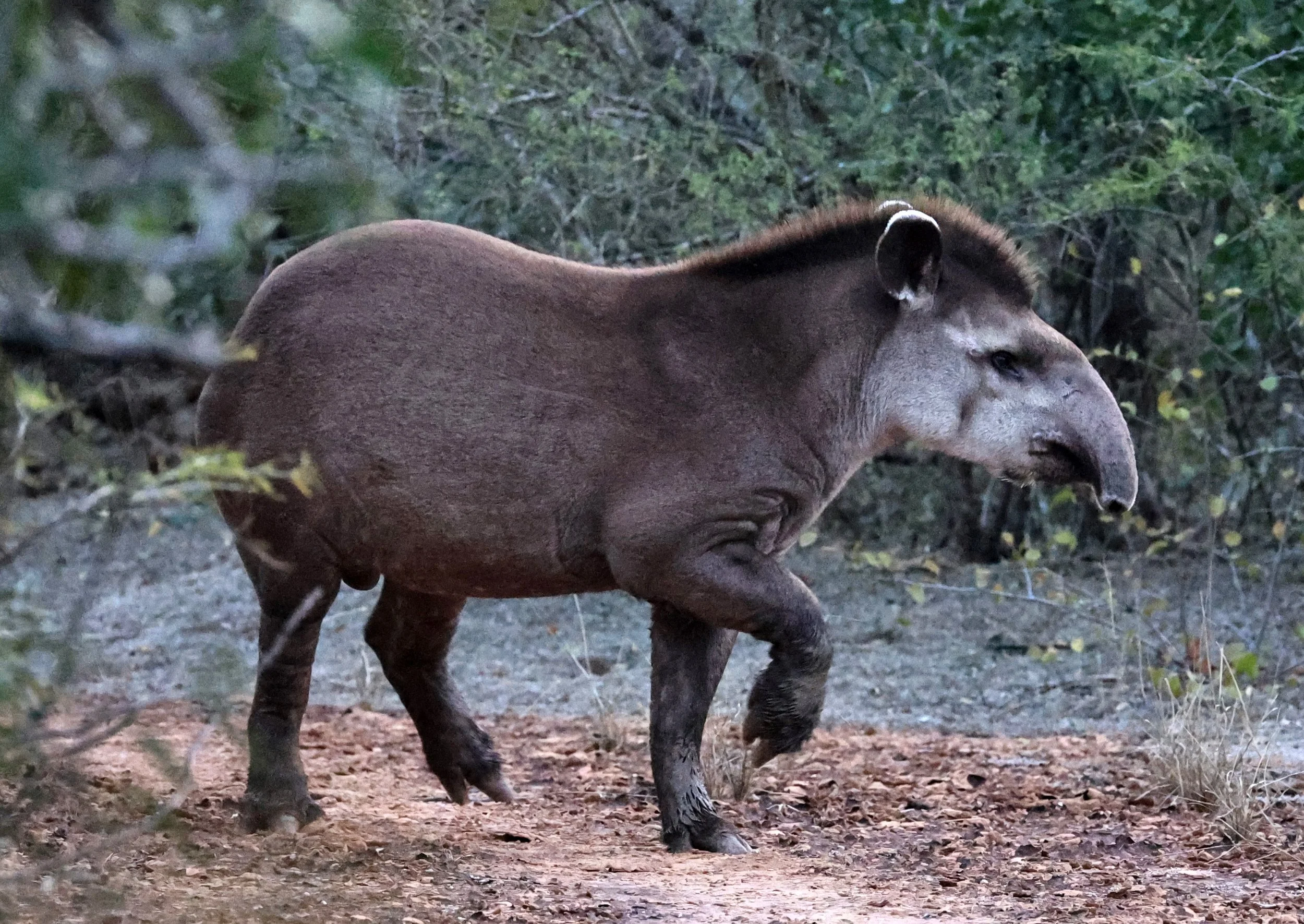 South American Tapir (Tapirus terrestris) Parque Nacional Teniente Agripino Enciso (25).jpg