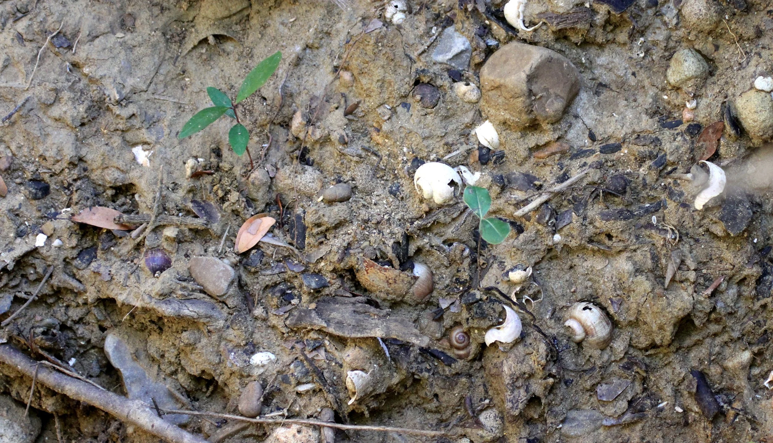 ANKARANA NATIONAL PARK MADAGASCAR - FOSSIL LAYERS (5).JPG