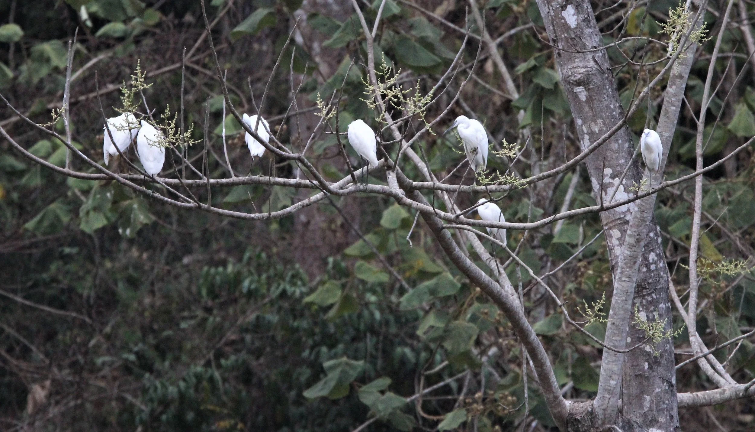 EGRET - LITTLE EGRET - Egretta garzetta - KAENG KRACHAN NP (2).jpg