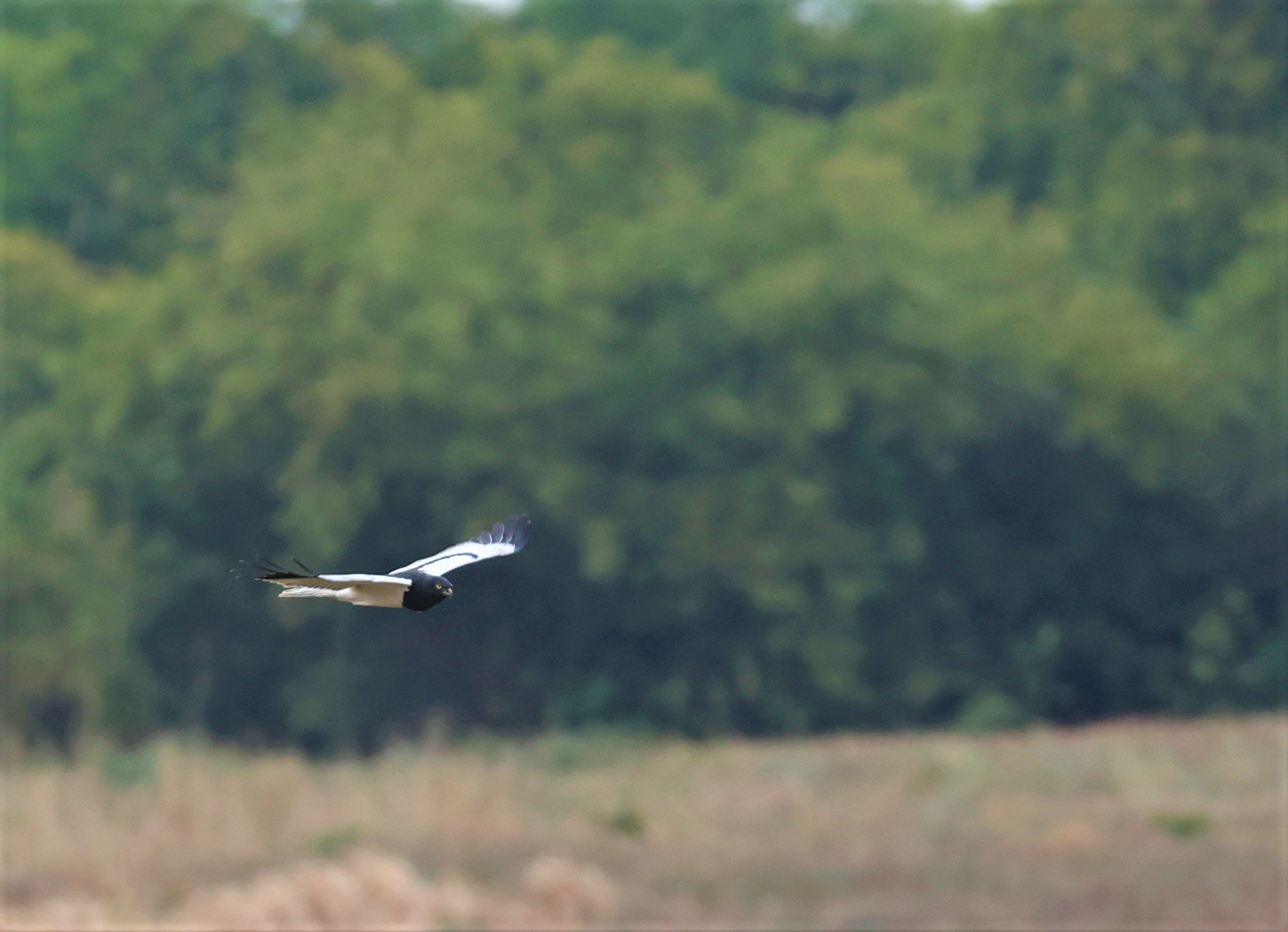 HARRIER - PIED HARRIER - Circus melanoleucos - YONOK CHIANG SAEN CHIANG RAI - ROOST Feb 2022 (74).jpg