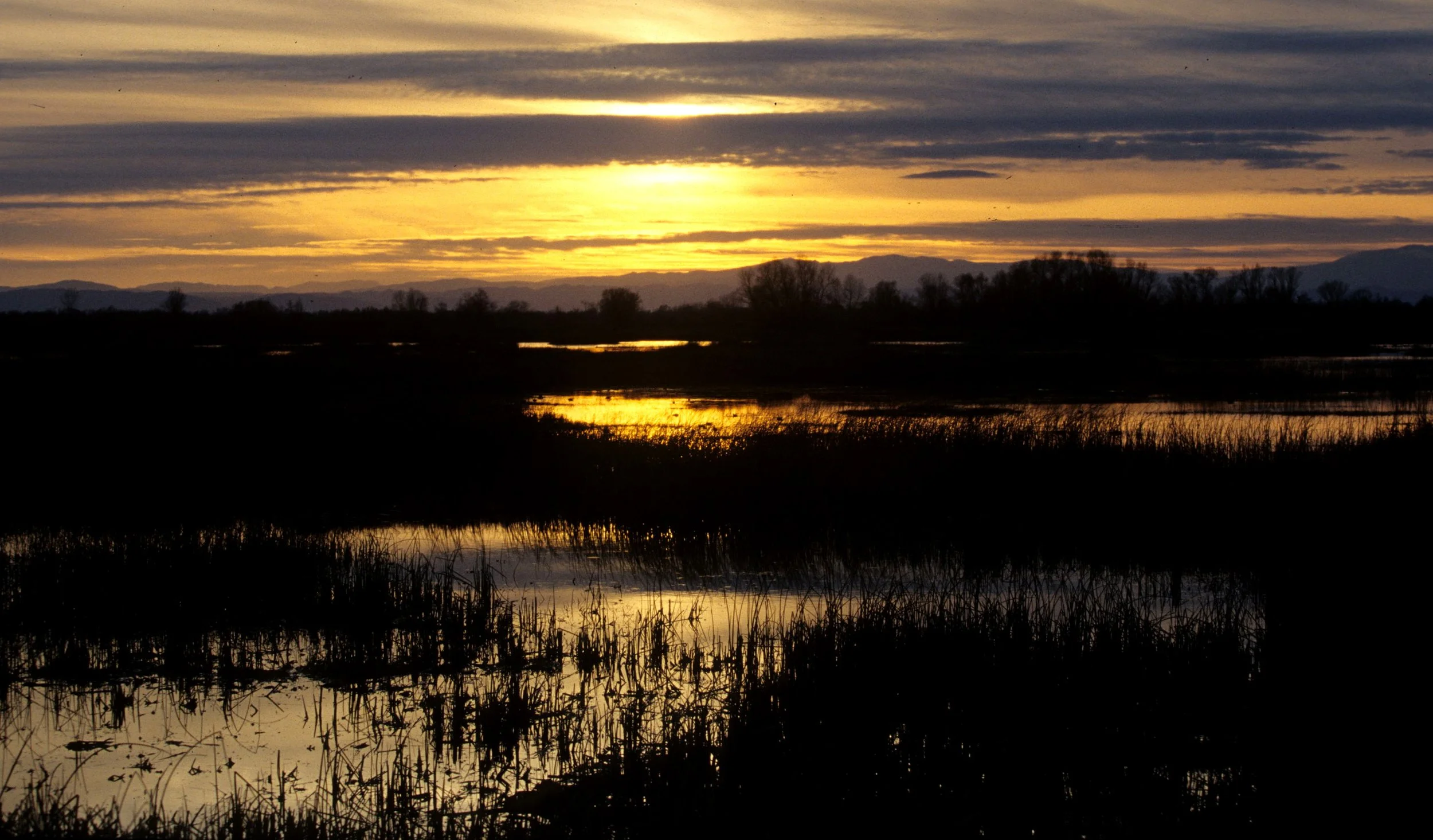 CALIFORNIA - SACRAMENTO WILDLIFE REFUGE.jpg