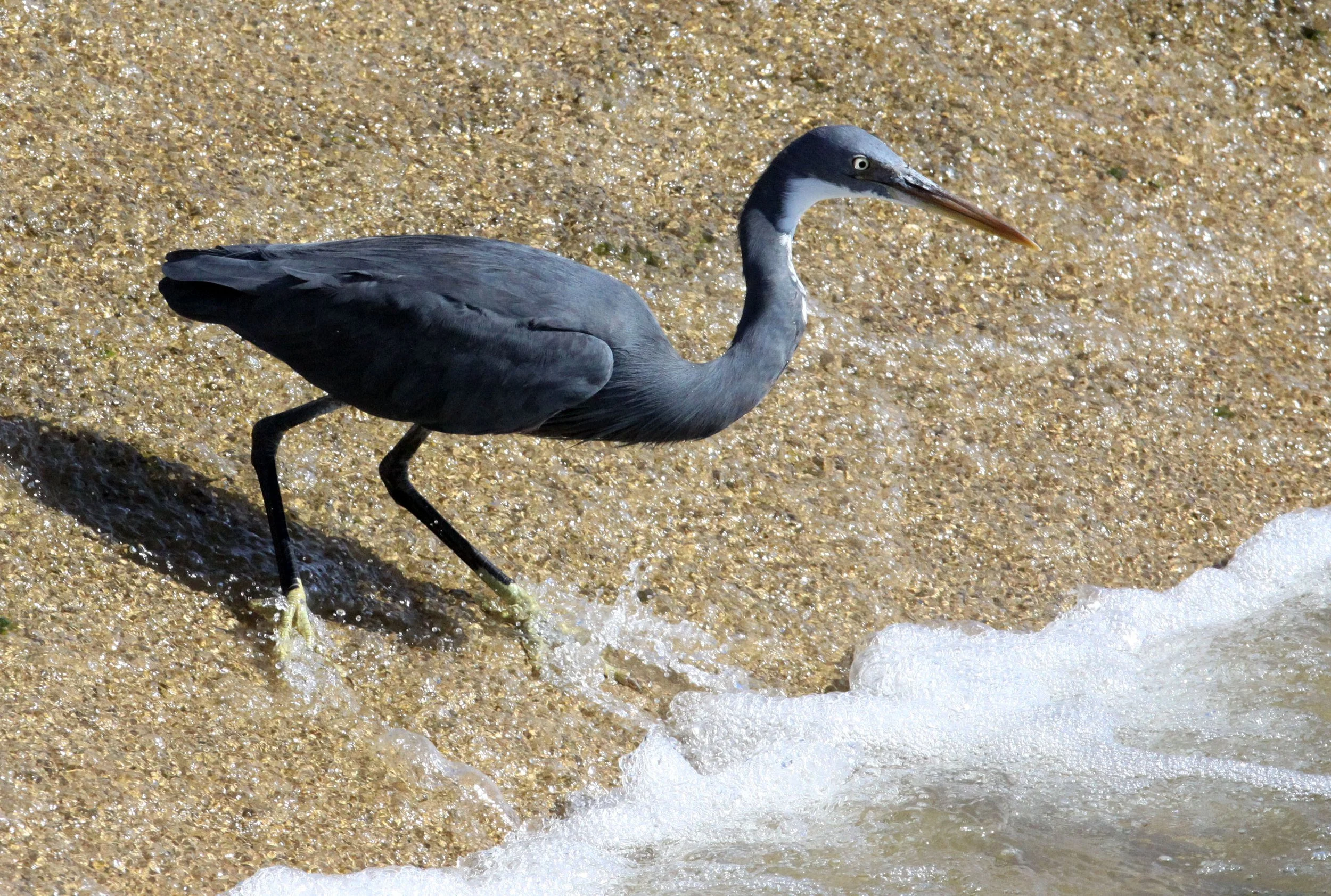 INDIAN REEF HERON (EGRET) - Egretta gularis - BEING HARRASSED BY BROWN-HEADED GULL - SOMCHAT GUJARAT INDIA (5).JPG