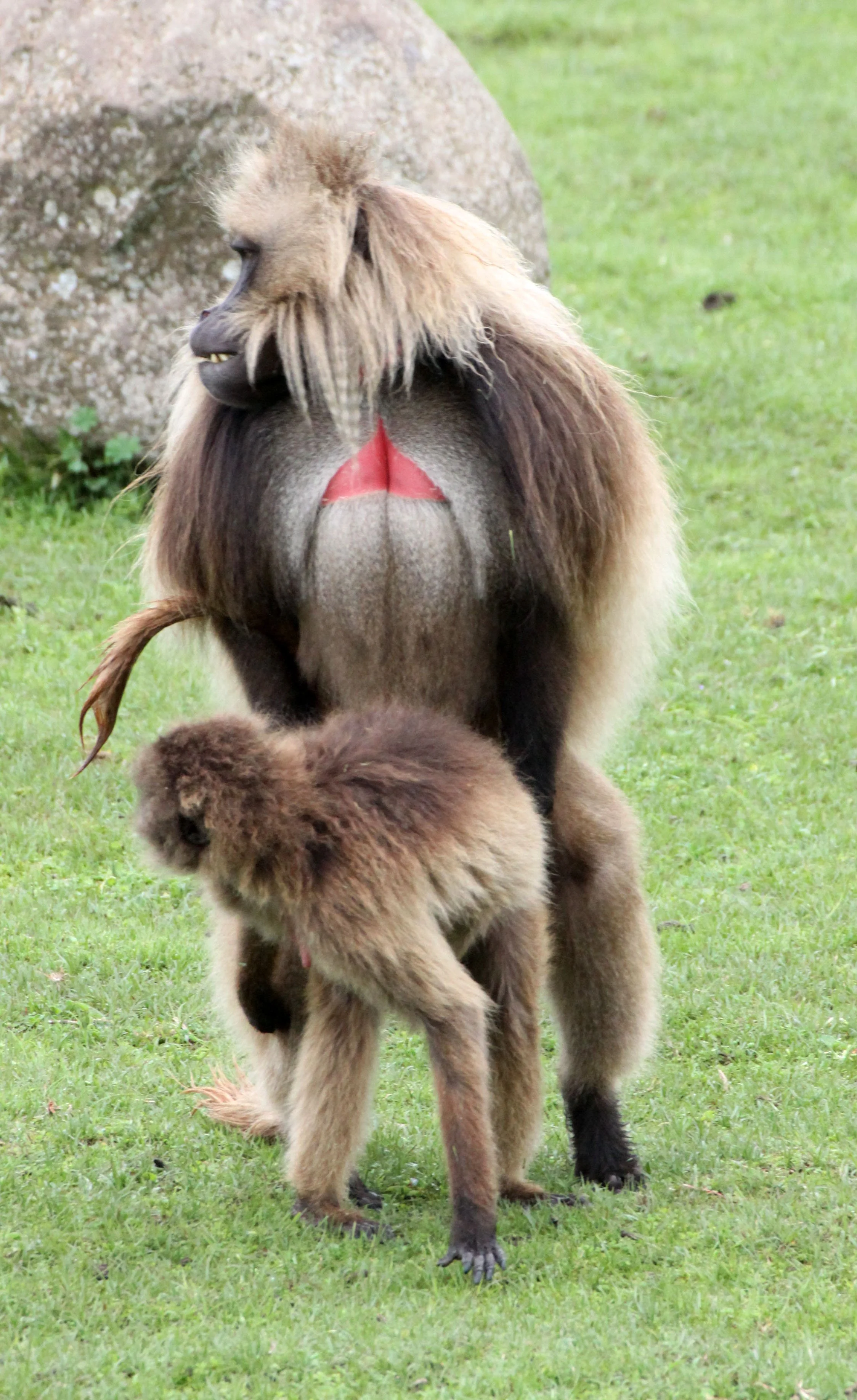 CERCOPITHECIDAE - Theropithecus gelada - GELADA - SIMIEN MOUNTAINS NATIONAL PARK ETHIOPIA (1424).JPG